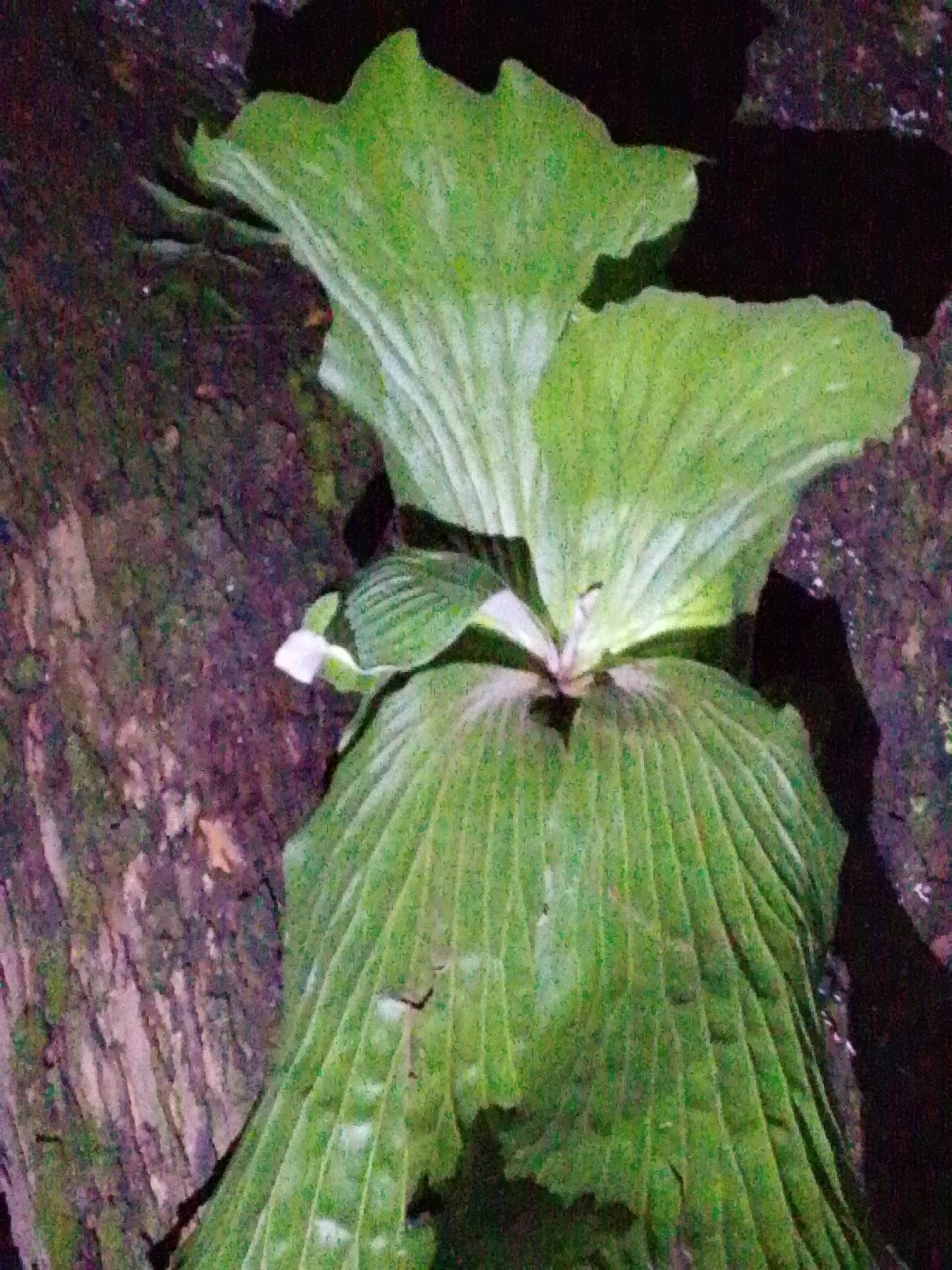 A close-up, low-light, outdoor photograph shows a large, green, leafy plant with prominent veins. The plant appears to be growing on a dark, textured surface, possibly a tree trunk or rock. The background is largely dark, with some blurred purple and brown tones. The image is slightly grainy, indicating a potential lack of sufficient light. The plant's leaves are fanned out and have a slightly ruffled appearance. There are no people or discernible animals visible in the image. The photograph does not provide enough information to determine its location in Serti, Nigeria.