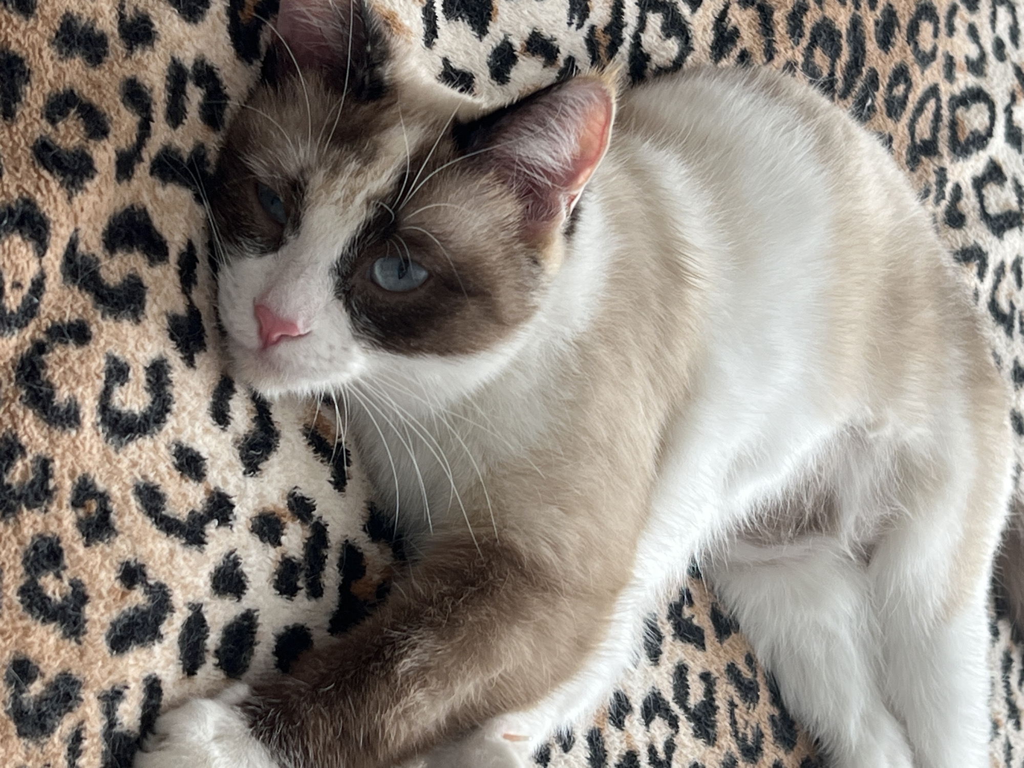 A close-up shot shows a Snowshoe cat lying on a leopard-print blanket. The cat has a cream-colored body with brown markings on its face, ears, and legs. It has striking blue eyes and a pink nose. The blanket has a tan background with black leopard spots. There is no indication of the location as Votkinsk, Russia.