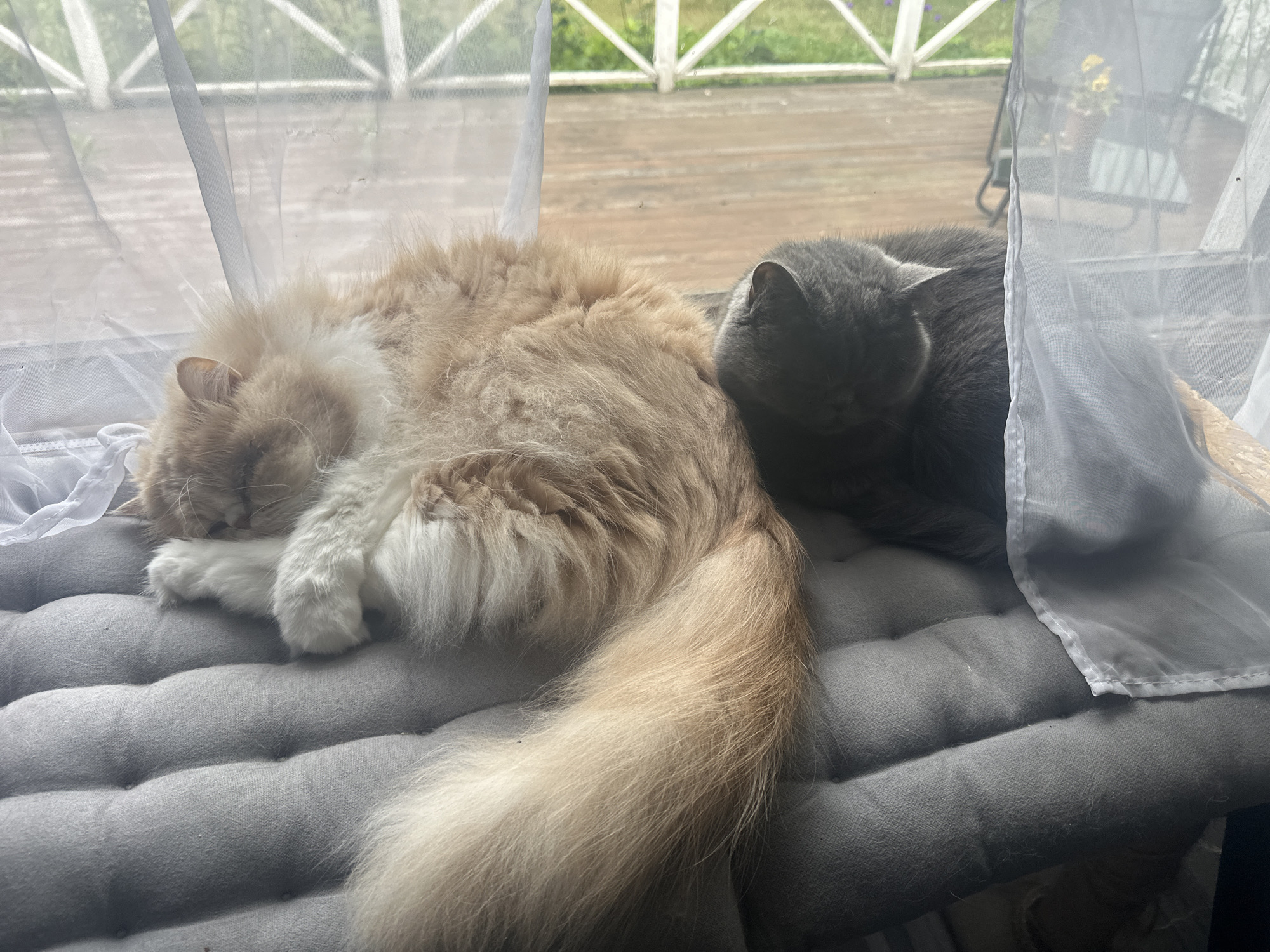 Two cats are asleep on a gray tufted bench on a porch. The cat on the left is a long-haired orange and white cat. The cat on the right is a short-haired gray cat. A sheer white curtain is draped in front of the cats. Behind the bench, a wooden deck is visible, and beyond that, a white railing and greenery. The scene is consistent with a residential porch in Siuntio, Finland, likely during the daytime.