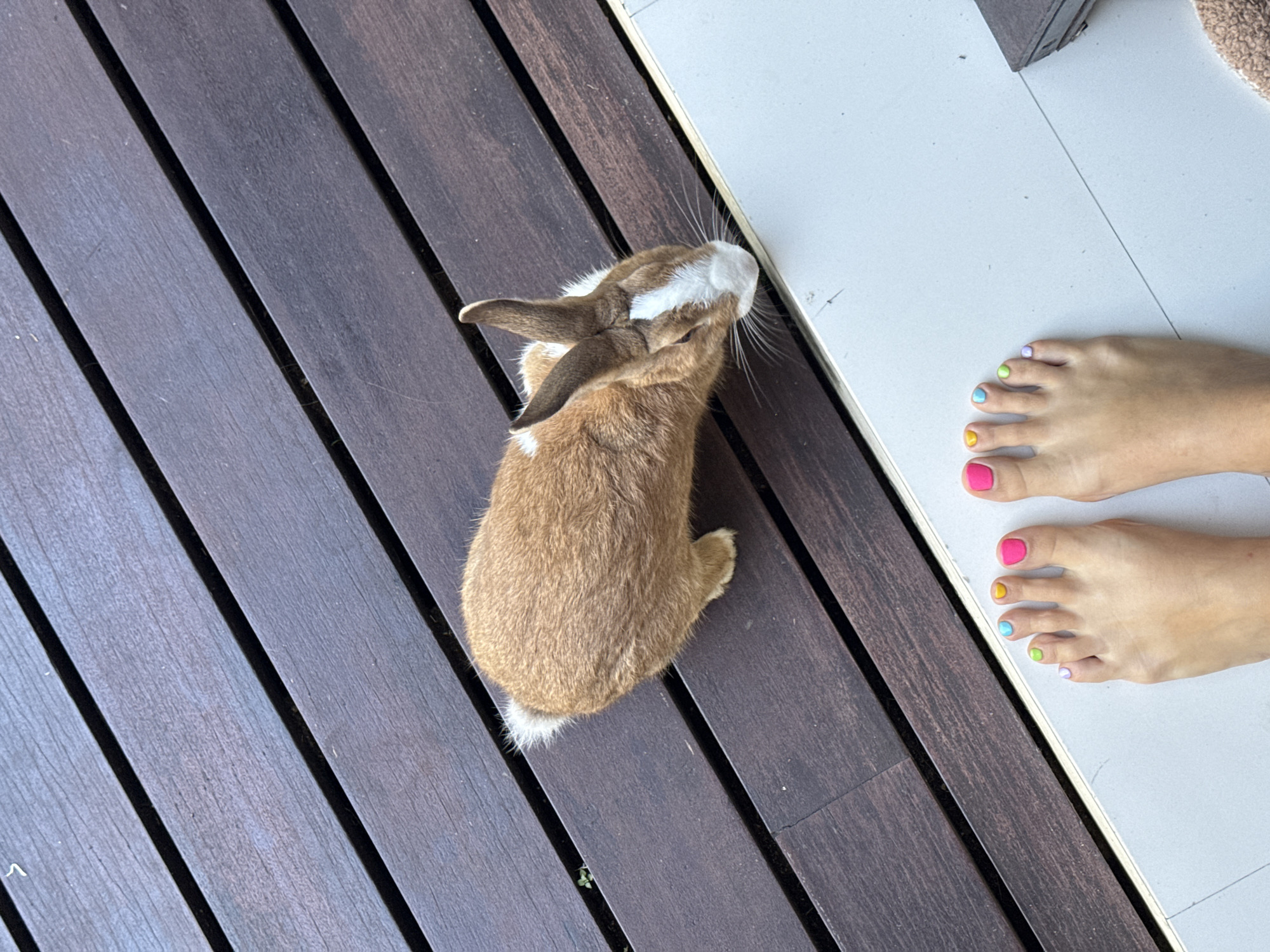 The image shows a brown rabbit with white markings on a dark wooden deck next to a pair of feet. The feet have brightly colored nail polish on each toe, in shades of pink, yellow, blue, green, and purple. The deck appears to be outdoors, possibly on a porch or balcony. The photograph was taken in Buduk, Indonesia.