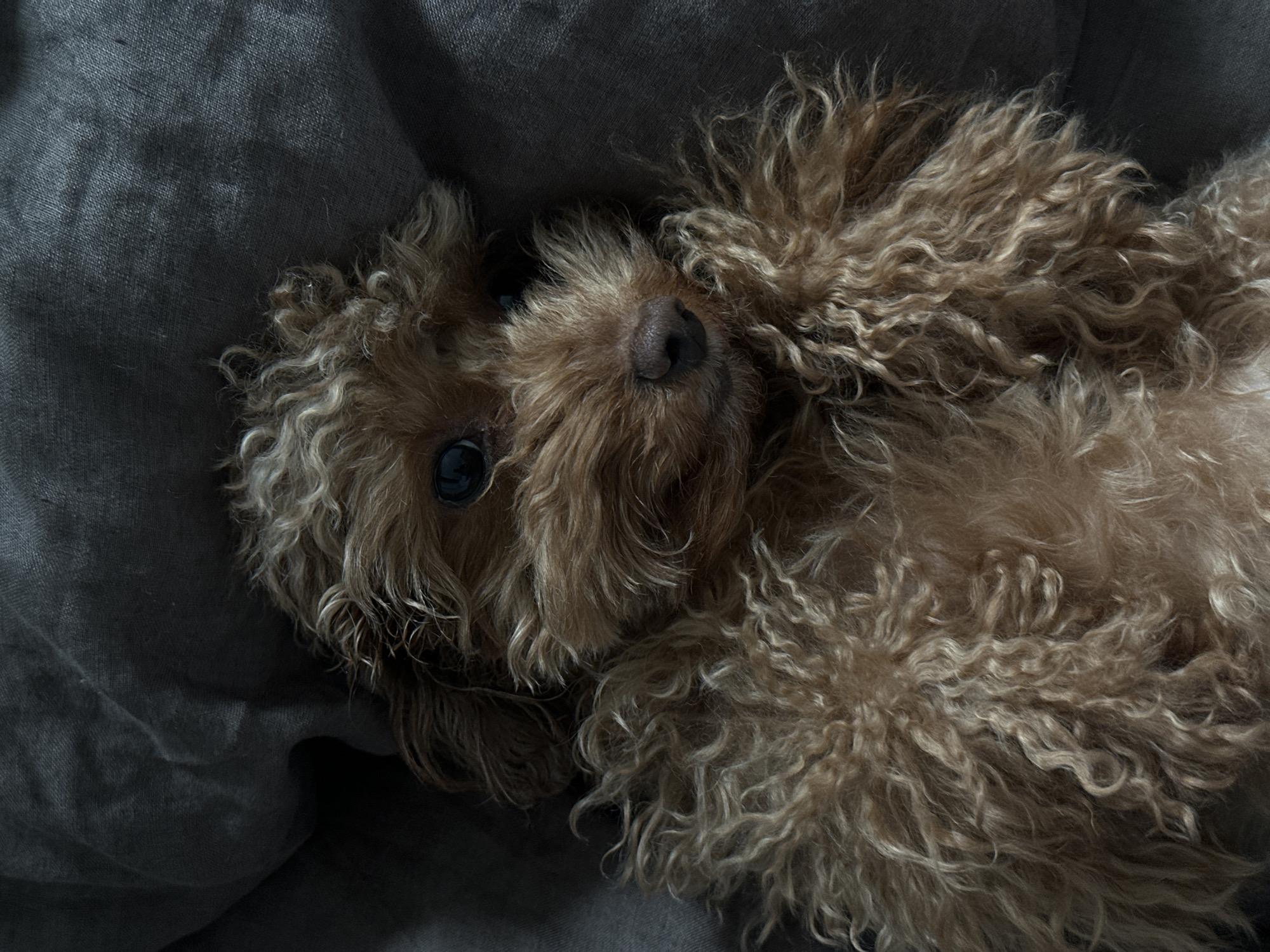 A tan, curly-haired poodle is lying on a grey fabric surface. The dog's head is oriented toward the upper-left corner of the frame, with its body extending towards the lower-right. The dog's eye is visible. The lighting is soft and diffused, casting shadows that accentuate the textures of the fur and fabric. The scene is closely framed, obscuring the location.