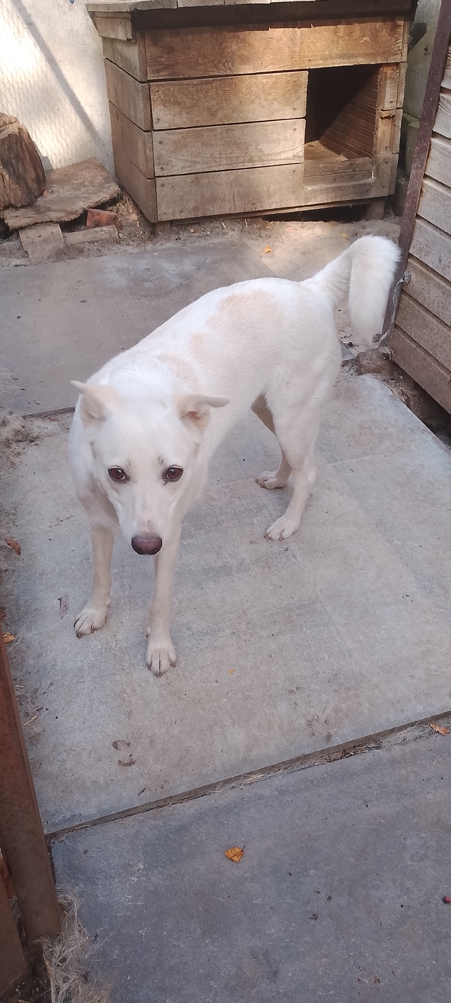 A medium-sized, white dog with light brown markings on its back stands on a concrete patio in front of a wooden doghouse. The doghouse is made of weathered planks and has an open entrance. The ground is a mix of concrete slabs and dirt. The background shows a wall and some debris. The scene appears to be in an outdoor, possibly rural or suburban, setting. The overall lighting suggests it is daytime. This image was captured in Belgorod, Russia.
