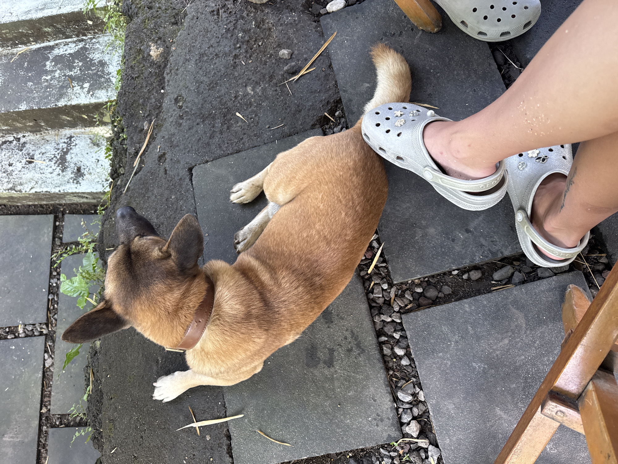 A tan and black dog is lying on its side on dark grey stone tiles. The dog is wearing a brown collar. A person wearing silver Crocs is standing near the dog. The surrounding area consists of small gravel and green vegetation. A portion of a wooden chair is visible in the bottom right corner.