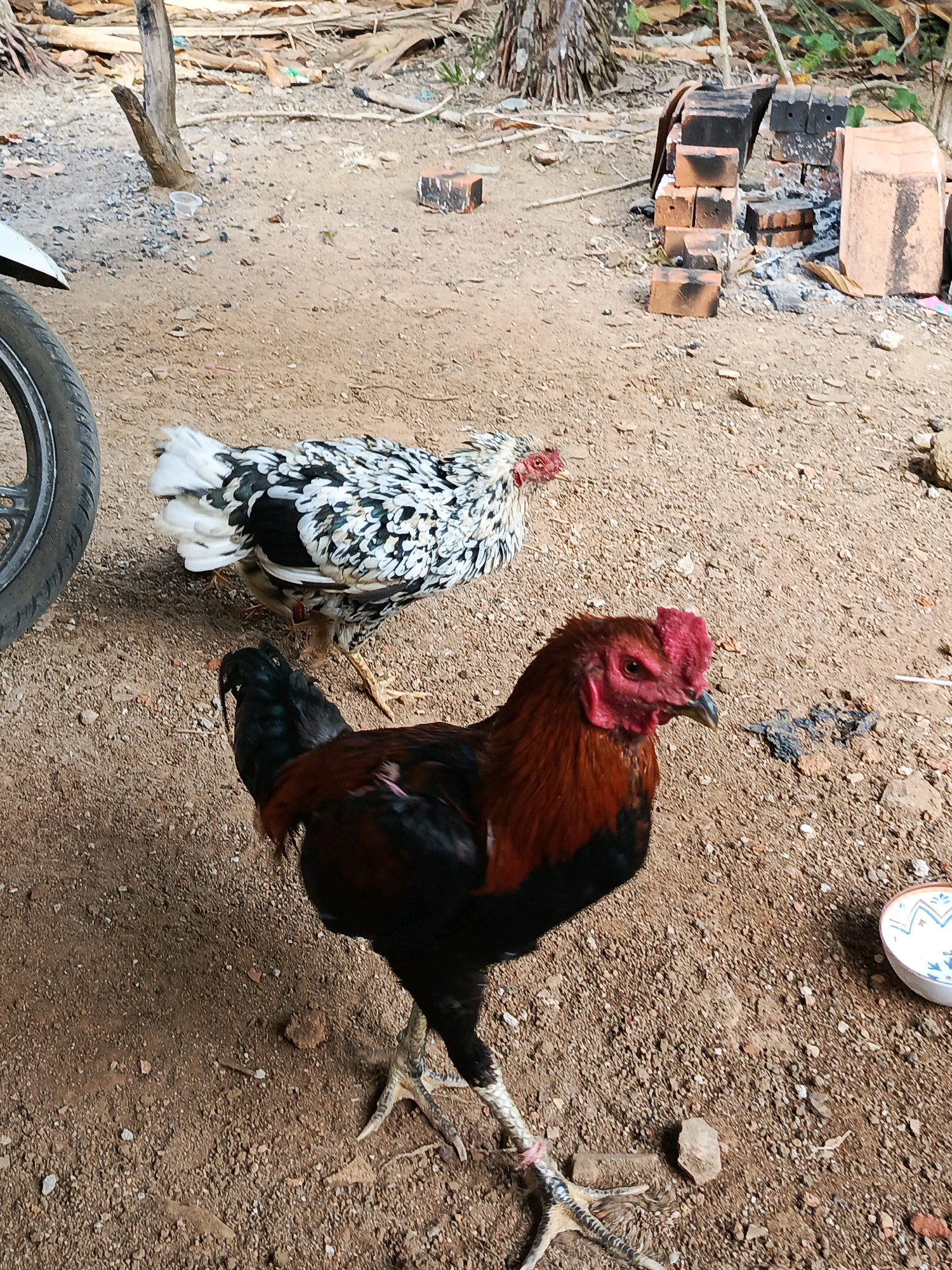 This image depicts two chickens in an outdoor, unpaved area, likely a yard or rural setting. The ground is covered with dirt and small stones. In the background, there is a pile of bricks, some appearing to be part of a makeshift structure or fire pit, with evidence of ash and soot. A portion of a motorcycle wheel is visible on the left side of the frame. A small white bowl with blue decorative markings is present on the right side. The overall impression is one of a rustic, possibly agricultural environment, consistent with a location in Megang Sakti I, Indonesia. The chickens, one a rooster with prominent red comb and wattles, and the other a hen with speckled black and white plumage, are the main subjects.