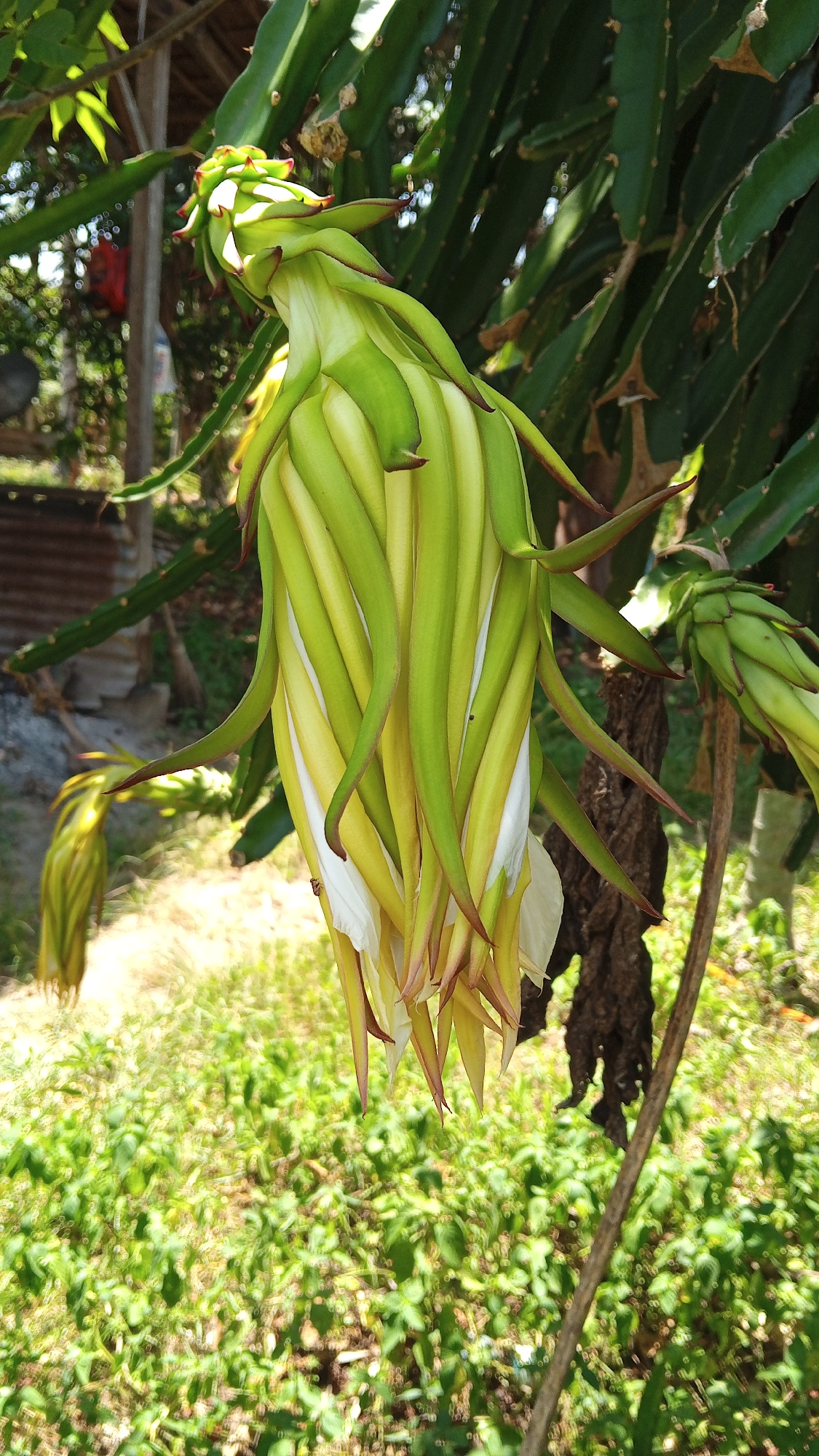 This is a close-up, slightly low-angle shot of a dragon fruit flower bud that is partially opened. The bud is a pale yellow and white, with long, pointed sepals that are a bright green with reddish tips. The bud is hanging downwards from a dragon fruit cactus, which is visible in the background. The cactus is a dark green and has a rough texture. The background is blurred, but it appears to be a garden or a natural area with lush green vegetation and some out-of-focus structures. The lighting is bright and sunny, casting shadows on the flower bud and the surrounding foliage. The image was taken in Payadua, Indonesia.