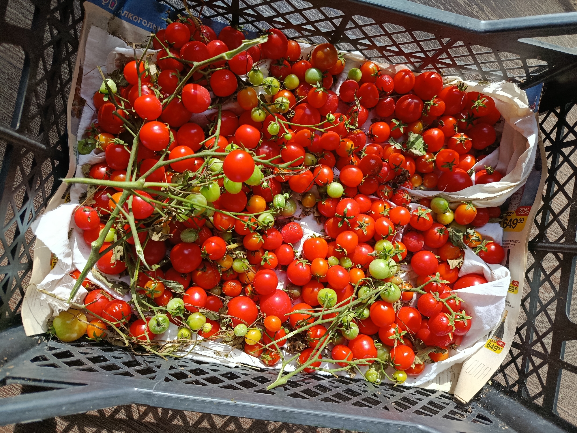 In a black plastic crate, an abundance of ripe red cherry tomatoes are arranged on a white cloth lining. Some of the tomatoes are still attached to their green vines, while others have been detached. Interspersed among the red tomatoes are a few unripe green cherry tomatoes, as well as some that are a yellowish-orange hue. The crate itself is placed on a wooden surface, possibly a table or outdoor furniture, and the scene is illuminated by sunlight casting shadows through the crate's grid pattern. The location is in Vareya, Russia, suggesting this is a domestic or market setting where produce is being stored or sold. There are no people visible in the image, and the focus is entirely on the tomatoes and their immediate surroundings. The overall impression is one of fresh, harvested produce.