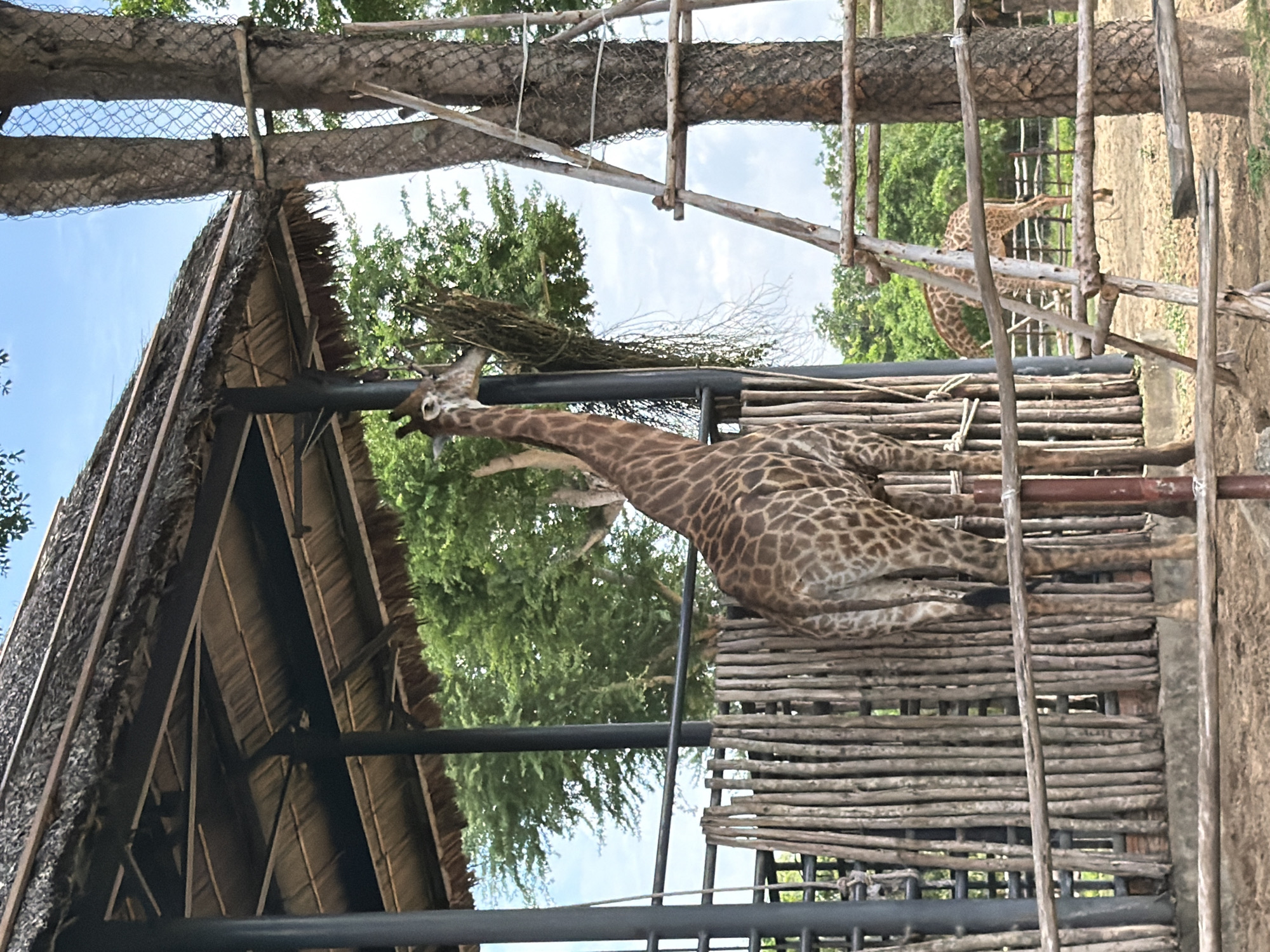 The image shows a giraffe in an outdoor enclosure, likely a zoo or wildlife park, in Da Nang, Vietnam. The giraffe is standing near a thatched-roof shelter and a wooden fence. Another giraffe is visible in the background, grazing. The enclosure appears to be made of natural materials, with trees and foliage surrounding it. The sky is partly cloudy.