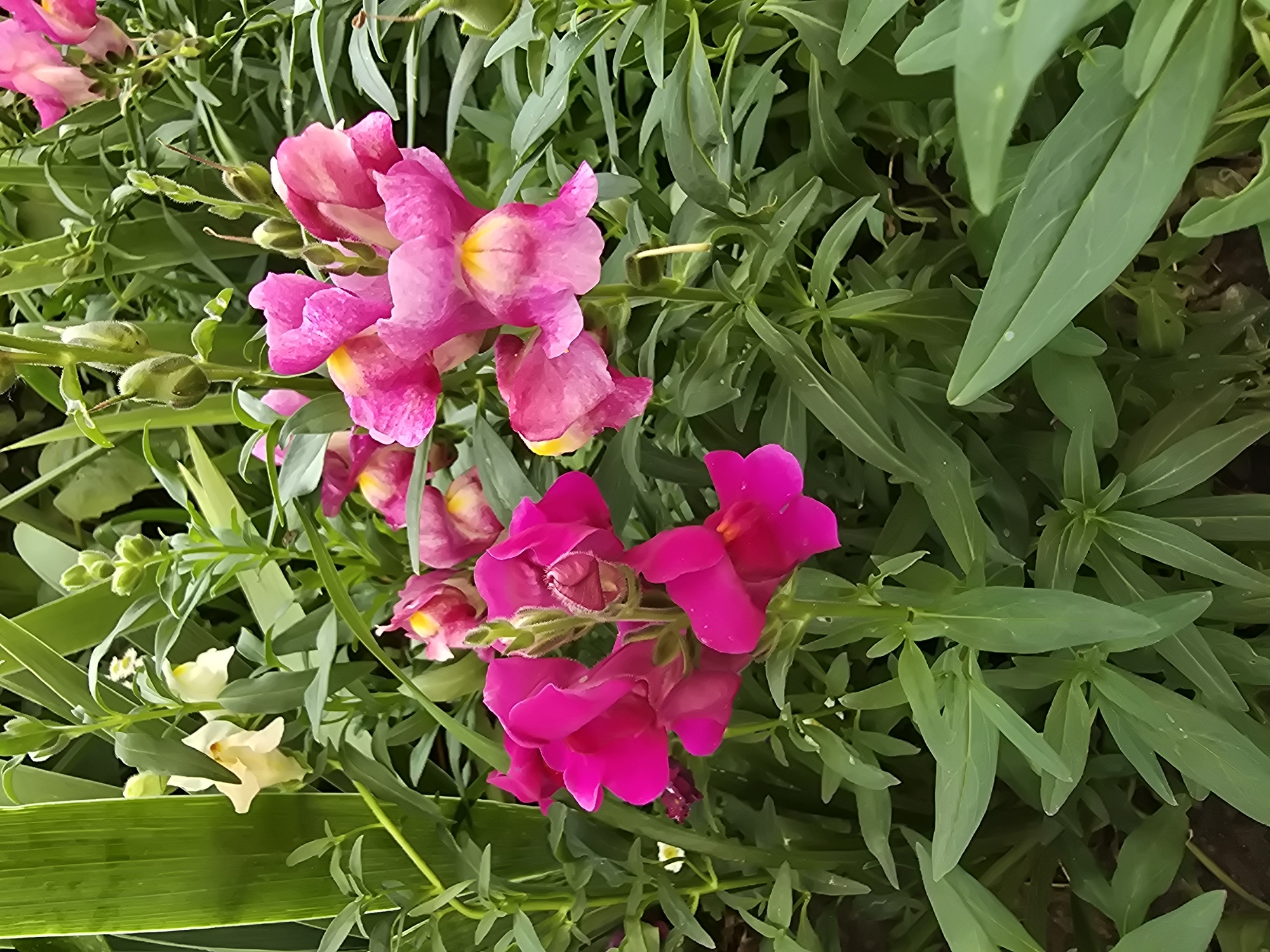 The image shows a close-up view of several vibrant pink snapdragon flowers blooming amidst lush green foliage. Some of the flowers have yellow accents on their lower petals. In the background, there are hints of white flowers and green buds. The scene appears to be an outdoor garden, likely in Vyshneve, Ukraine, given the context. The lighting suggests it might be daytime. There are no people or animals visible in the image.