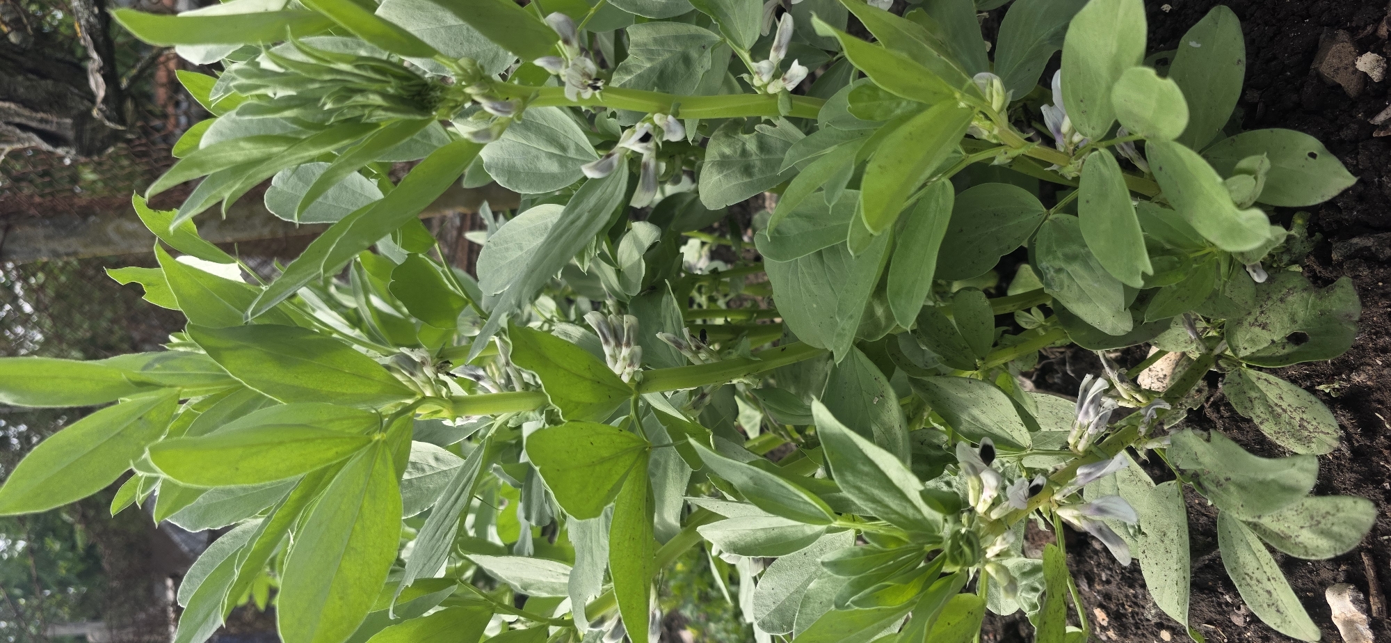 The image shows a cluster of broad bean plants with green leaves and white and black flowers, growing in a garden or cultivated field. The soil is visible. The location of Smolnik, Bulgaria is not discernable from the image.