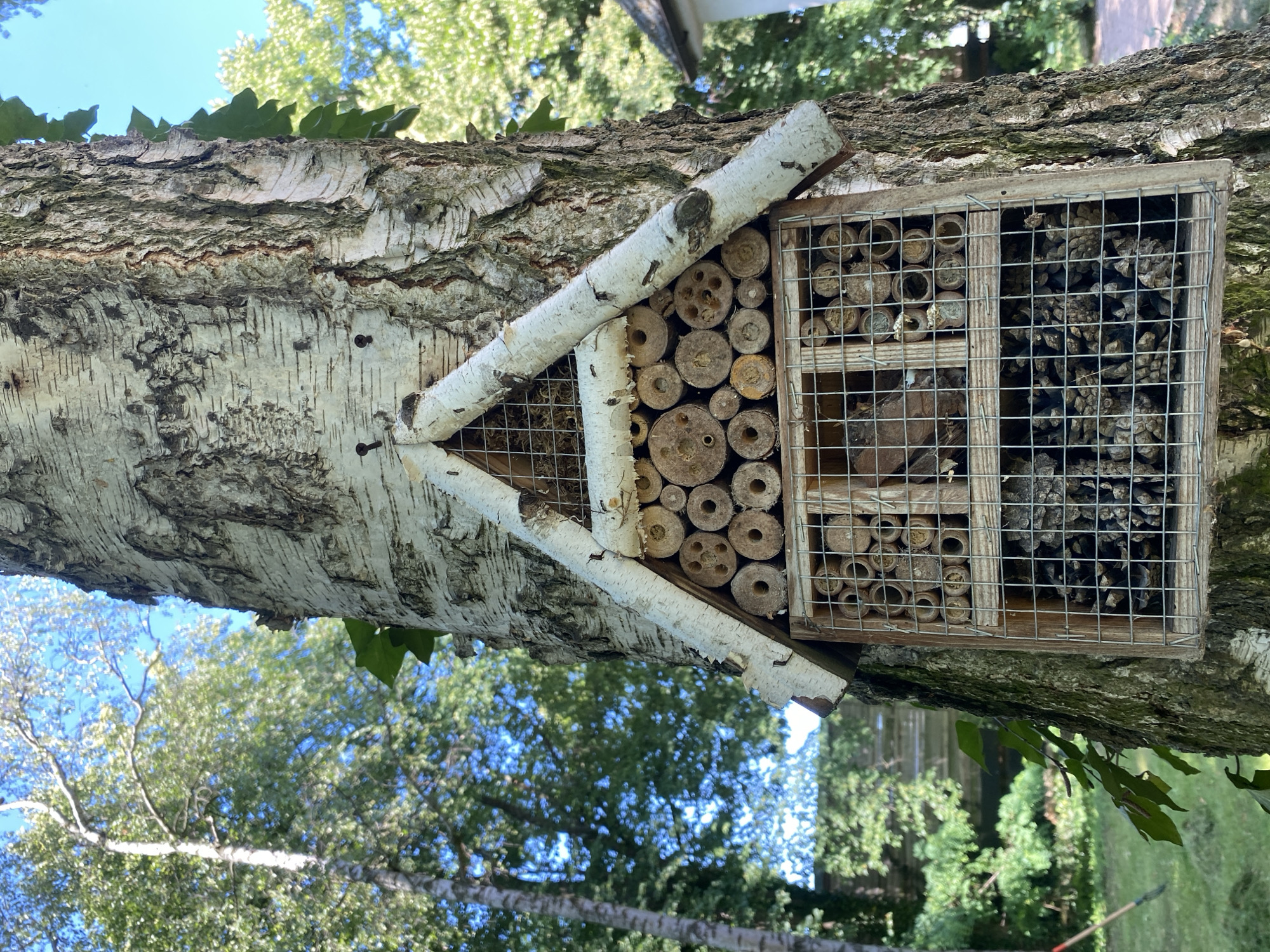 A close-up shot shows a wooden insect hotel attached to the textured bark of a birch tree. The insect hotel is triangular at the top with a roof made of birch branches, and beneath that, it's divided into compartments. The upper section is filled with small, hollow tubes made from reeds or bamboo, varying in diameter. The lower section is filled with pine cones. A wire mesh covers the front of the hotel. The background reveals a lush green garden with trees and a bright blue sky. The location is identified as Wielka Wieś, Poland. There are no people or animals visible in the immediate frame.