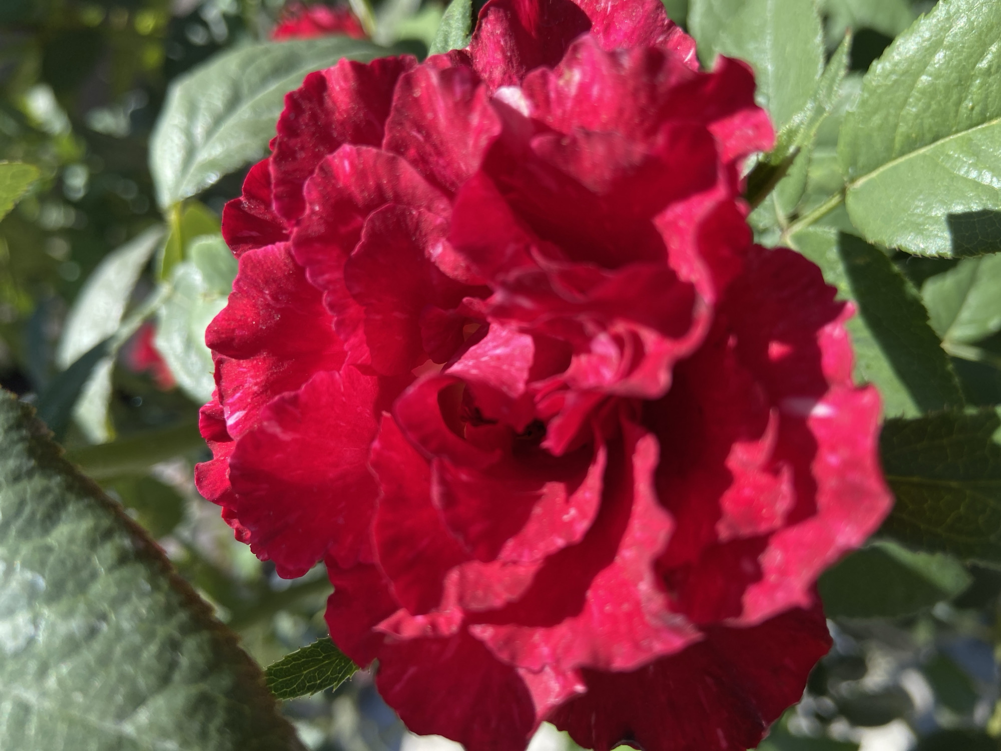 A close-up, full frame shot focuses on a vibrant red rose in bloom. The rose is densely packed with ruffled petals, with some lighter pink or white flecks visible on the edges and surfaces of a few petals. The background is blurred, showing green foliage and hints of sunlight filtering through. This image was captured in Jañaqorğan, Kazakhstan.