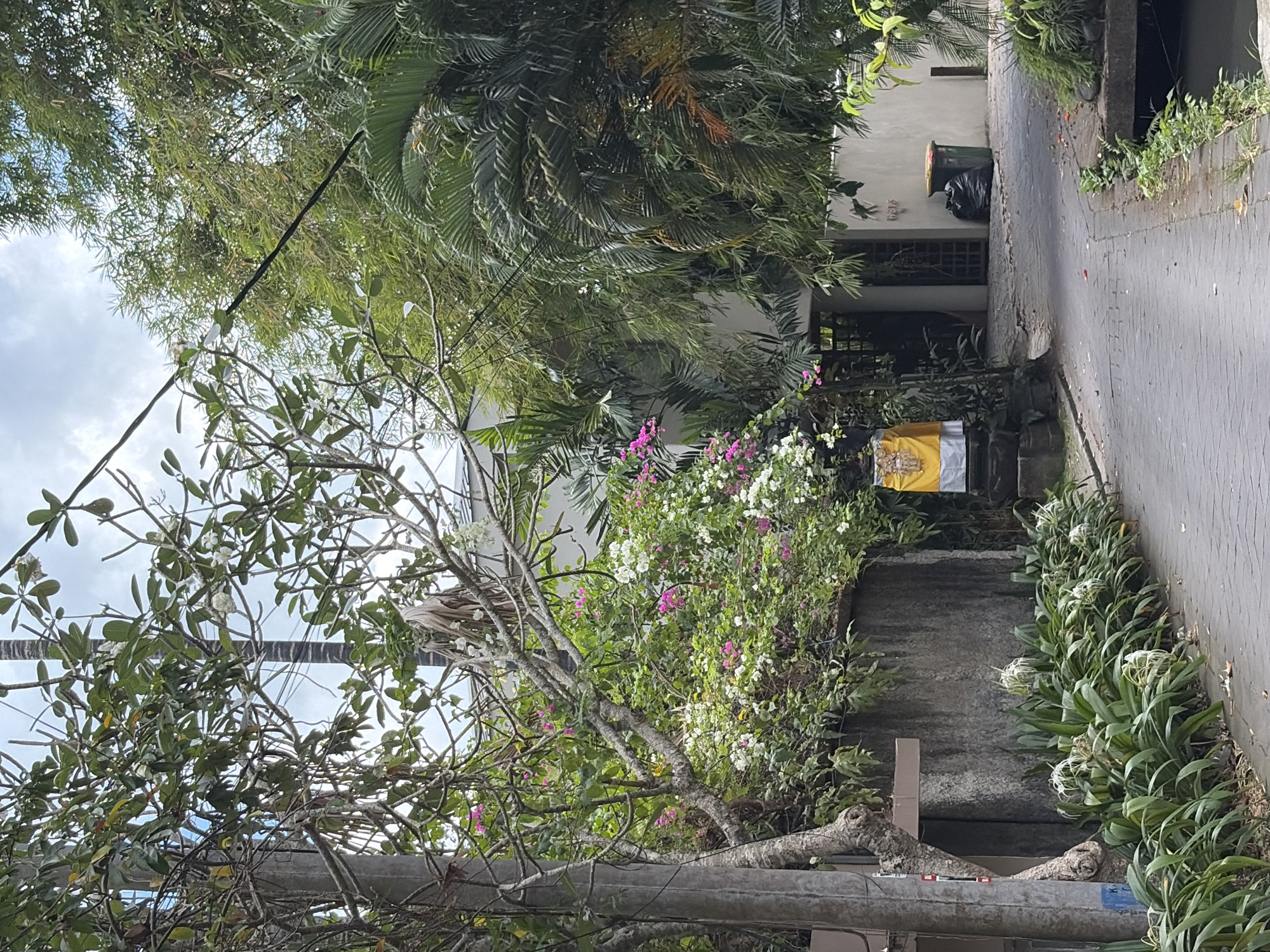 The image depicts a narrow, paved road in Mengwi, Indonesia, flanked by lush vegetation and a stone wall. A utility pole stands on the left, interwoven with branches of a flowering tree. Pink and white bougainvillea blossoms spill over the wall, intermingled with green foliage. A small, ornate altar draped in a yellow and white cloth is visible near the entrance of a building. The building itself has a white facade and a wooden door. Adjacent to the building is a green trash bin containing a black trash bag. Dense bamboo and palm trees create a verdant canopy overhead, with glimpses of a cloudy sky. In the foreground, a row of white spider lilies lines the edge of the road, beside a narrow drainage ditch. The scene suggests a tranquil, tropical setting within a residential or temple complex.