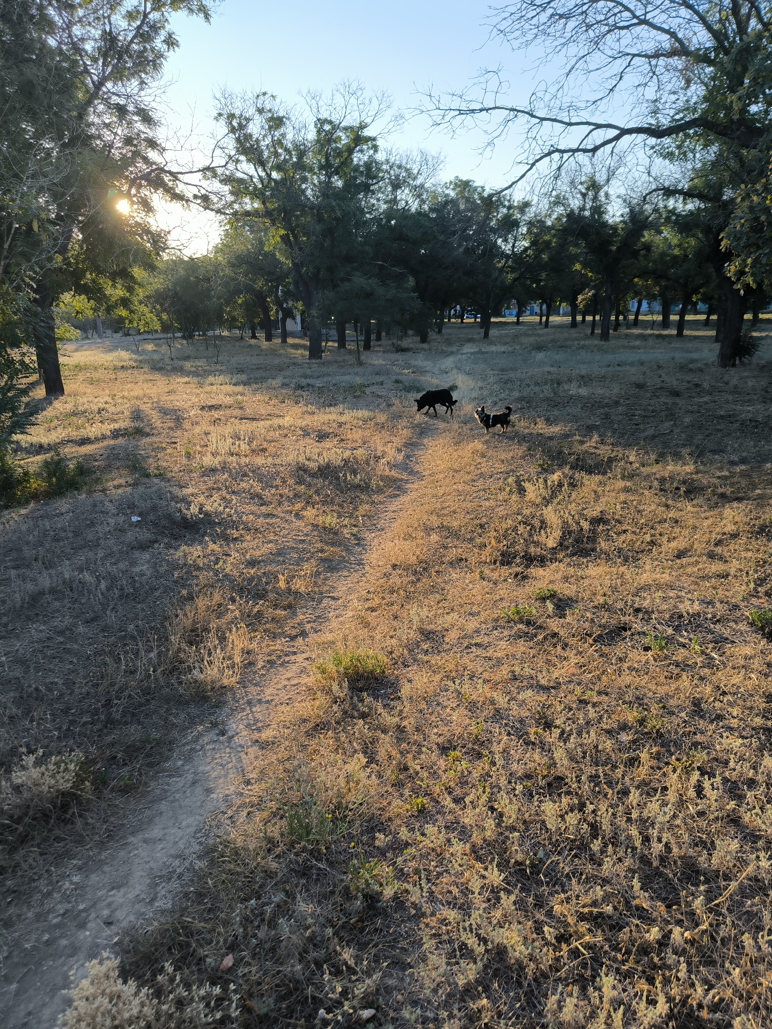 This is a vertical, medium-shot, outdoor photograph of two dogs playing in a park with dry grass and scattered trees under a clear blue sky. The sun is setting, casting long shadows and illuminating the scene with a warm, golden light. In the foreground, a dirt path winds through the dry grass. Two dogs are visible in the middle ground, one black and one black and white, playing together. In the background, numerous trees with sparse foliage are scattered across the landscape. The overall impression is one of a serene and peaceful natural setting. The scene is consistent with a park located in the city of Mykolaiv, Ukraine, particularly during the golden hour of sunset.