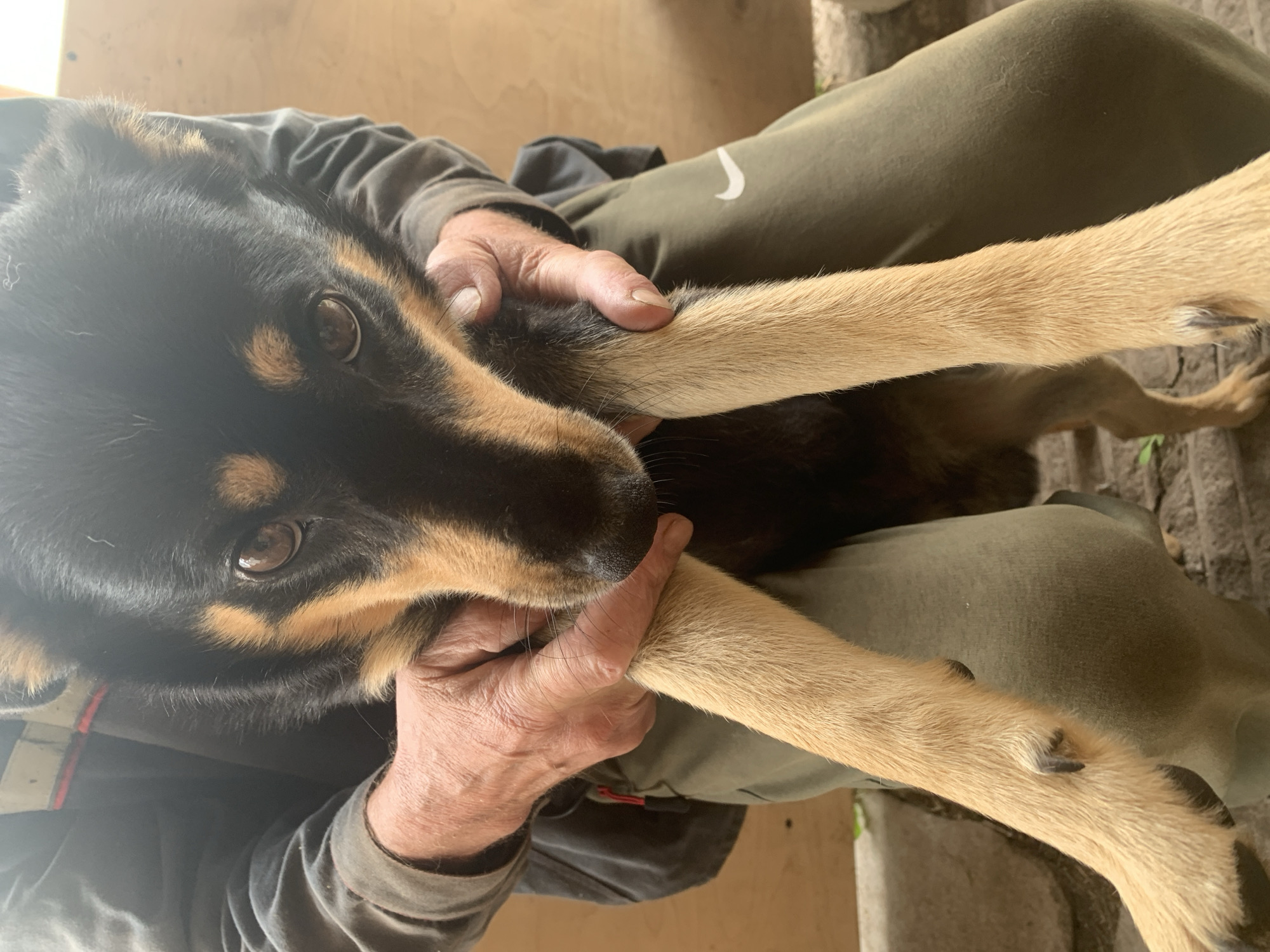 In Карманово, Russia, a person is holding a medium-sized dog. The dog has black fur on its head and back, with tan markings around its muzzle and eyes. Its front paws are resting on the person's lap and forearms. The person is wearing a dark jacket over a grey long-sleeved shirt and olive green pants with a white Nike logo. The background consists of a wooden fence or wall and some brickwork on the ground, suggesting an outdoor setting. The scene appears to be a casual interaction between a person and their pet.
