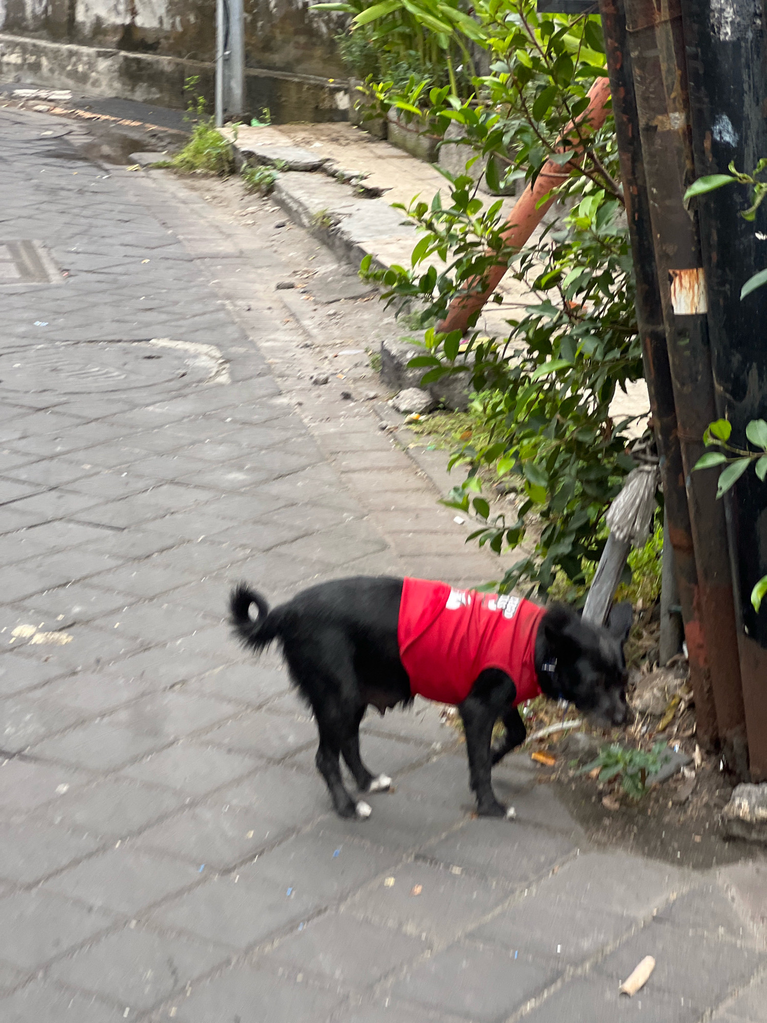 A medium-sized black dog with white paws and a curled tail wears a red vest and walks on a paved sidewalk in Kuta, Indonesia. The dog is facing right and sniffing the ground. The sidewalk is made of gray interlocking pavers. To the right of the sidewalk are some green plants, a large dark metal pole, and a smaller orange pole, possibly part of a fence. In the background, there is a low concrete wall and a patch of green vegetation. The ground appears damp in places.