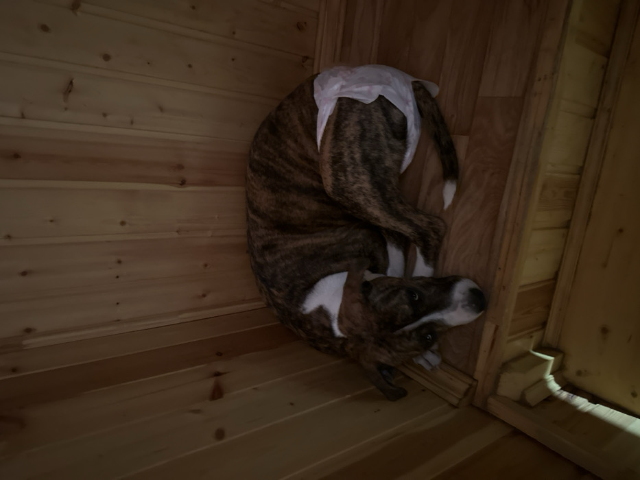 A medium-sized canine subject, exhibiting brindle fur with white markings on its chest, snout, and tail tip, is observed lying in a curled, recumbent posture on a light-toned wooden floor. The subject's hindquarters are encased in a white, disposable pet diaper. Its head rests on the floor, with eyes open and directed towards the viewer. The immediate environment consists of an interior space with walls and flooring constructed from light-colored, vertically paneled wood, featuring visible wood grain and knots. The area is dimly lit. This scene is located in 3-Y Uchastok, Russia.