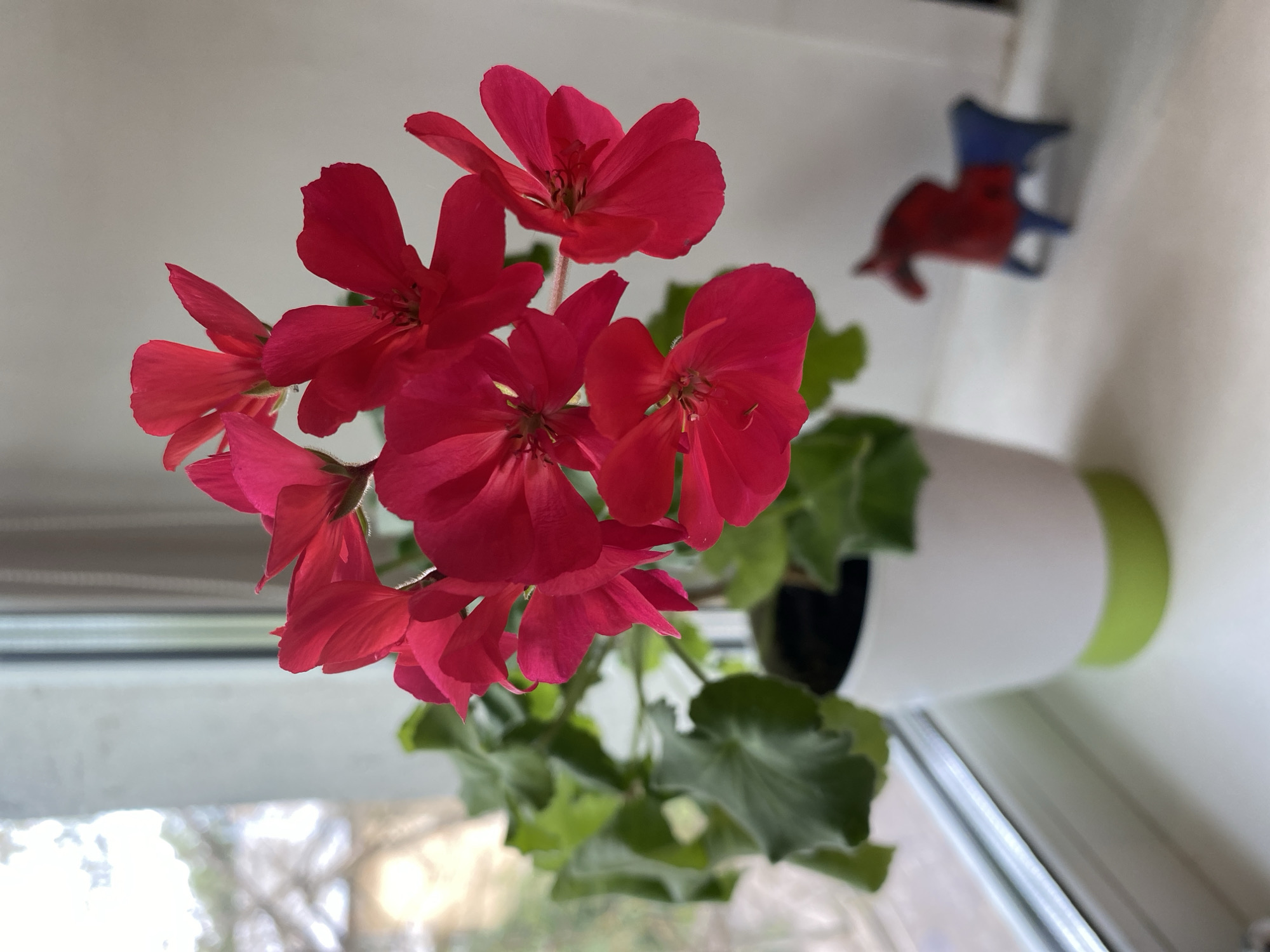 A close-up shot focuses on a cluster of vibrant red geranium flowers in full bloom. The flowers are arranged in an umbel inflorescence, with individual petals slightly unfurled, revealing their delicate texture. The leaves of the plant are a deep green and appear healthy. The plant is housed in a white pot with a lime green base, resting on a white windowsill. To the right of the pot, a small, blurred decorative horse figurine, predominantly red and blue, sits on the windowsill. The background is softly lit, with the out-of-focus view through a window showing branches and some building structures, suggesting an outdoor environment. The image is likely taken indoors, on a windowsill, possibly in a residential setting. The location of Sergiyev Posad, Russia, is not depicted in this image.