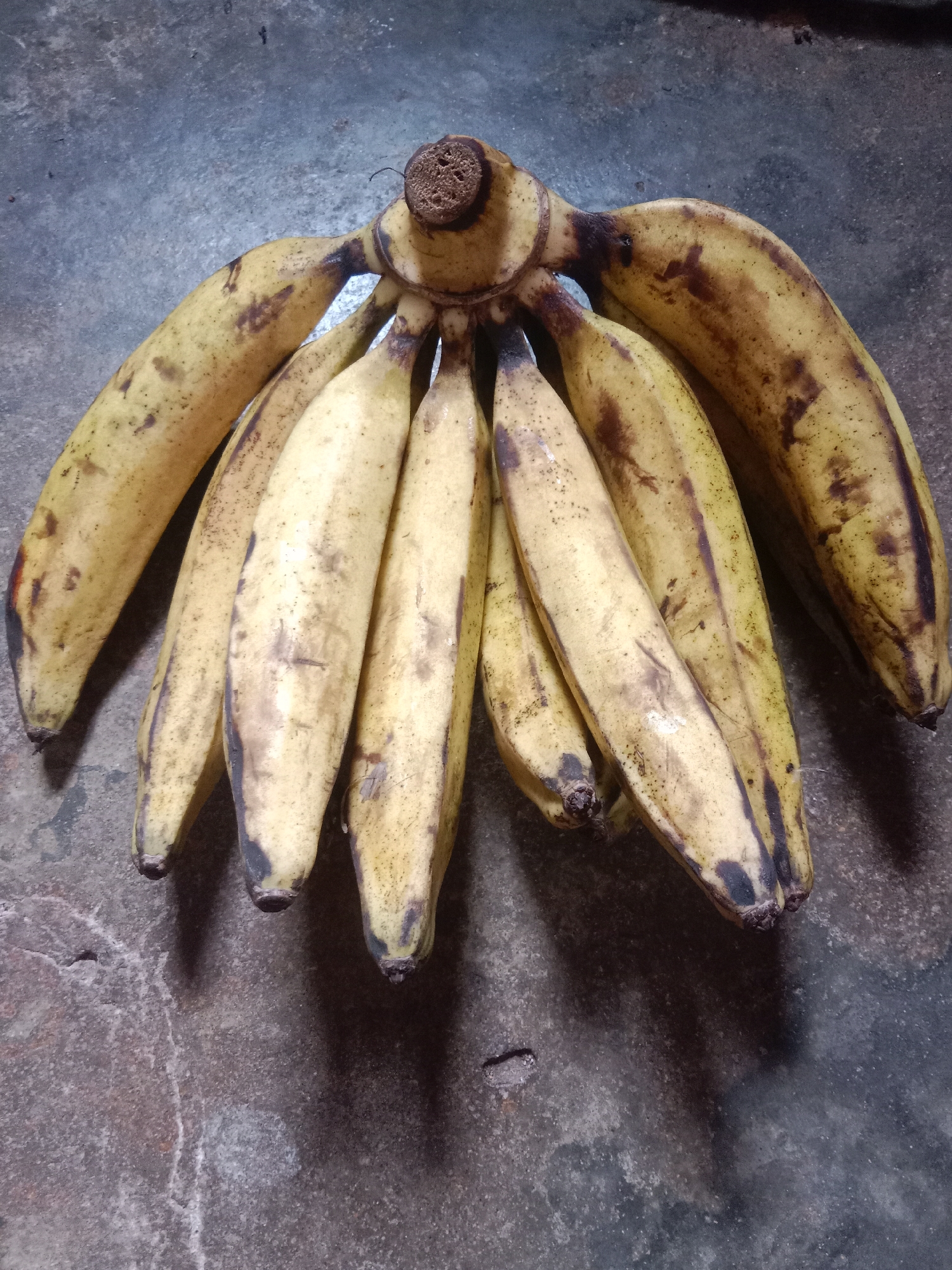 A bunch of overripe yellow bananas with brown spots is arranged on a textured gray concrete surface. The bananas are clustered together at the stem, fanning outwards. The concrete surface appears rough and weathered, with subtle variations in color and texture. The lighting suggests an indoor setting or an overcast day, casting soft shadows from the bananas. The scene is devoid of any human presence or activity, focusing solely on the fruit and its resting place. The location within the city of Paya Besar, Indonesia, is noted, but no specific landmarks or context are provided to visually support this geographical information within the image itself.