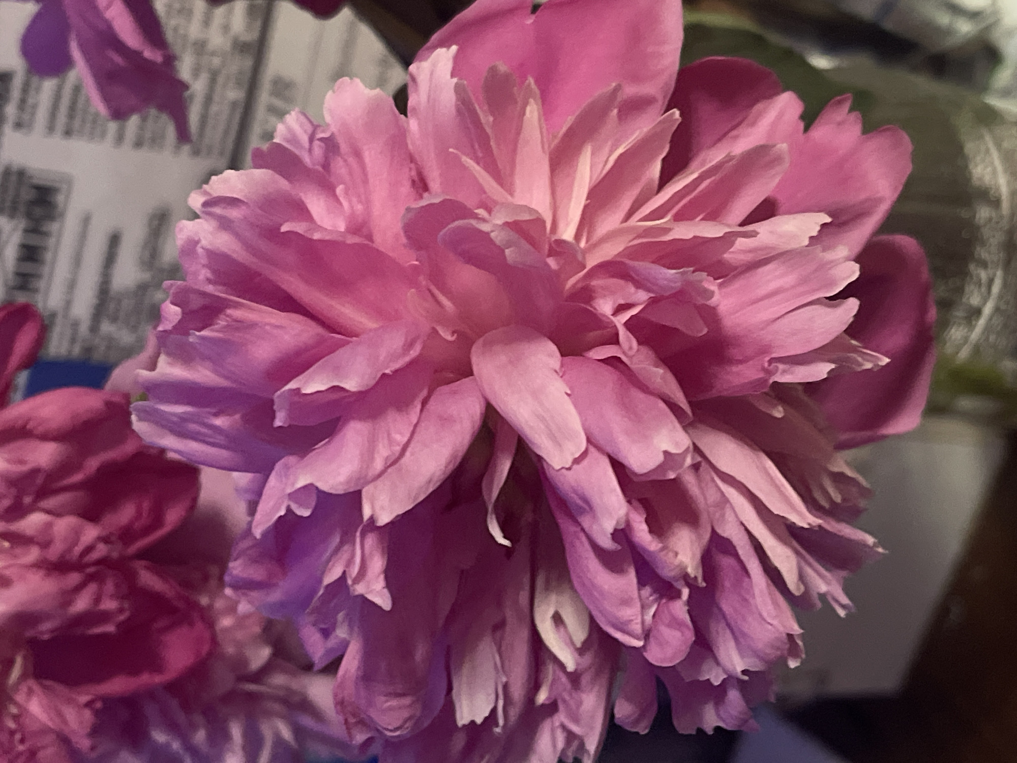 The image is a close-up, low-angle shot of a vibrant pink peony flower. The flower is in full bloom, with numerous ruffled petals creating a dense, layered effect. The lighting casts soft shadows, highlighting the texture and curves of the petals. In the background, out of focus, are other pink flowers and a blurry white surface with dark lettering that appears to be newsprint or a document. The overall impression is one of natural beauty and fragility. There is no discernible location in Minsk, Belarus, or any indication of human presence in the scene.