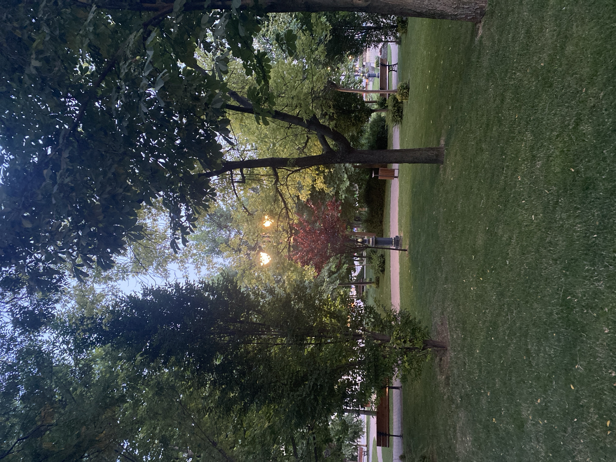 The image depicts a park scene at dusk in Iași, Romania. The foreground is dominated by a lush green lawn with scattered fallen leaves. A pathway made of paving stones winds through the park, bordered by manicured grass and small bushes. Several park benches are visible along the pathway. In the mid-ground, a tall, dark-barked tree stands prominently, with its branches reaching towards the sky. Behind it, a smaller tree with striking red foliage adds a splash of color. The background reveals more trees, their leaves illuminated by soft, warm light emanating from lampposts. The sky above is a pale blue, suggesting the transition from daylight to evening. The overall impression is one of a serene and well-maintained urban park.