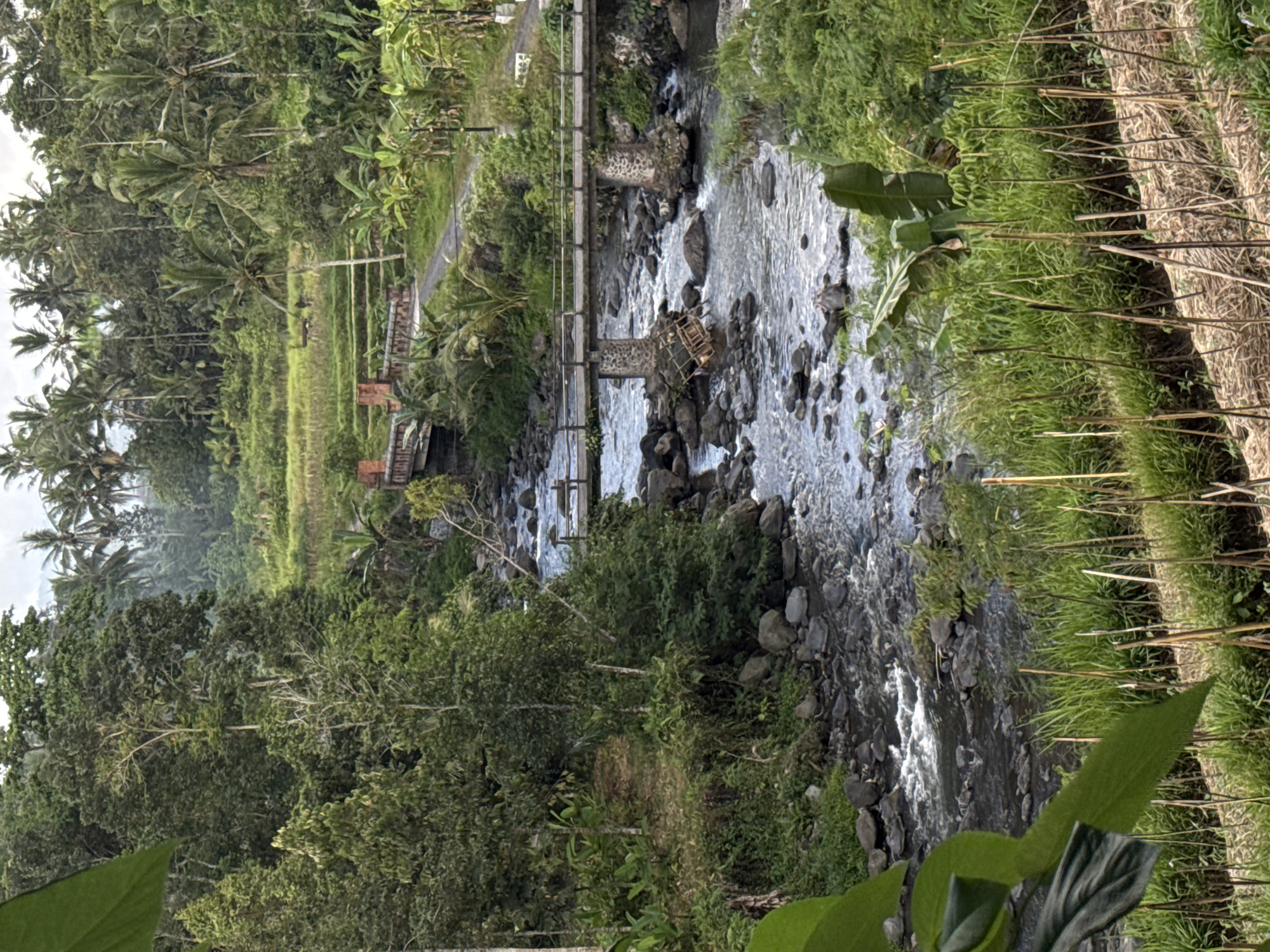 The image captures a scenic view of a river flowing through a lush green landscape in Sidemen, Indonesia. The river, with its rocky bed and clear water, is crossed by a concrete bridge supported by stone pillars. A small, wooden cart or structure is overturned near one of the bridge supports. The surrounding environment is dense with vegetation, including various trees, palm trees, and a terraced rice field visible in the background. The sky is overcast, suggesting it might be early morning or late afternoon. The foreground features a cultivated area with dry straw and vertical plant supports, indicating agricultural activity. The overall impression is one of a serene, natural setting integrated with human infrastructure.