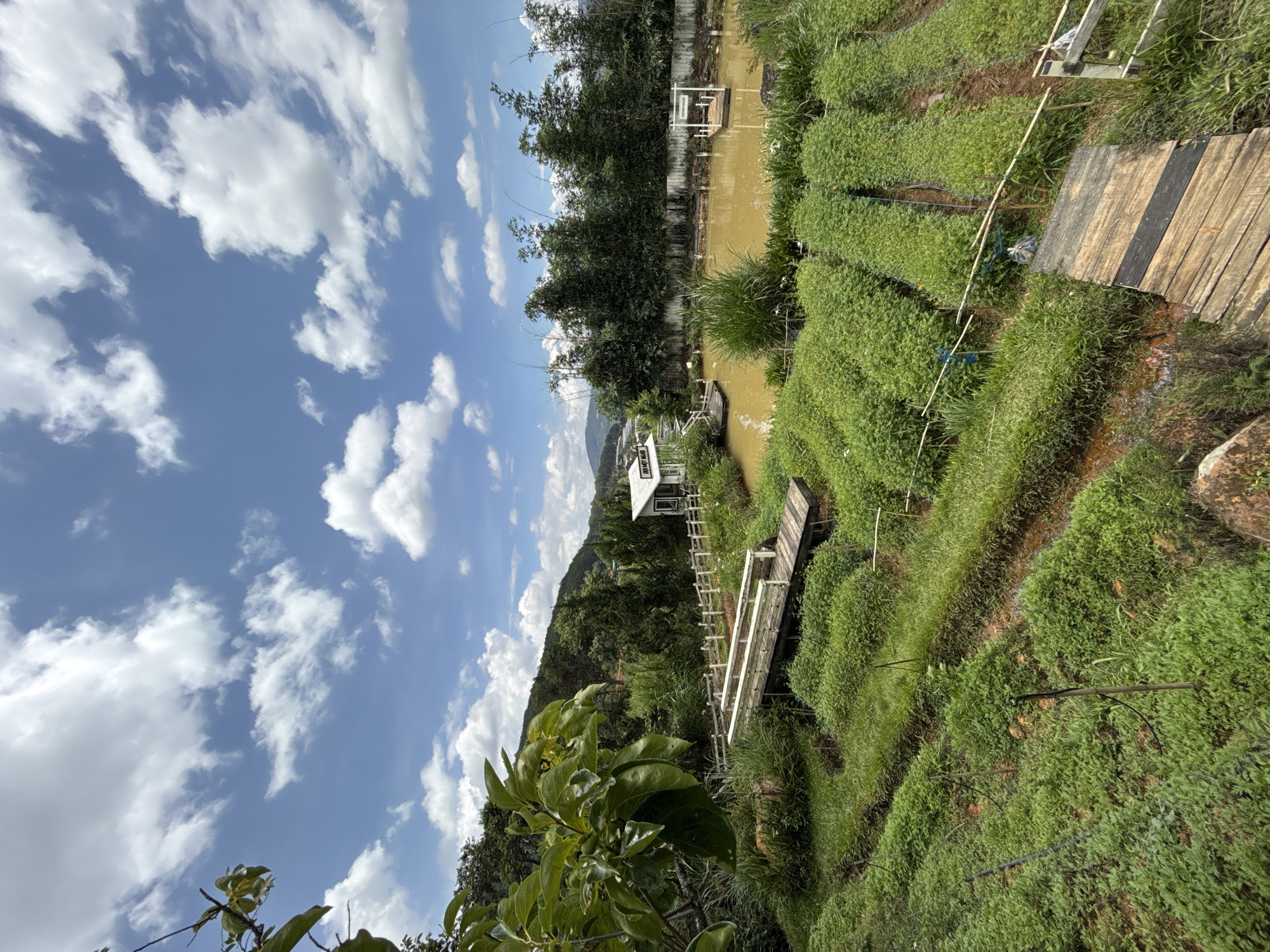 The image depicts a vibrant, green landscape in Da Lat, Vietnam, characterized by tiered farming plots stretching across a hillside. A waterway of murky brown water runs through the scene, bordered by lush vegetation. A series of wooden and white-railed walkways traverse the landscape, connecting different areas. Above, a bright blue sky is filled with scattered white clouds. The vegetation includes various grasses, leafy shrubs, and taller trees, suggesting a well-watered environment. A small, white structure sits nestled among the trees in the distance.
