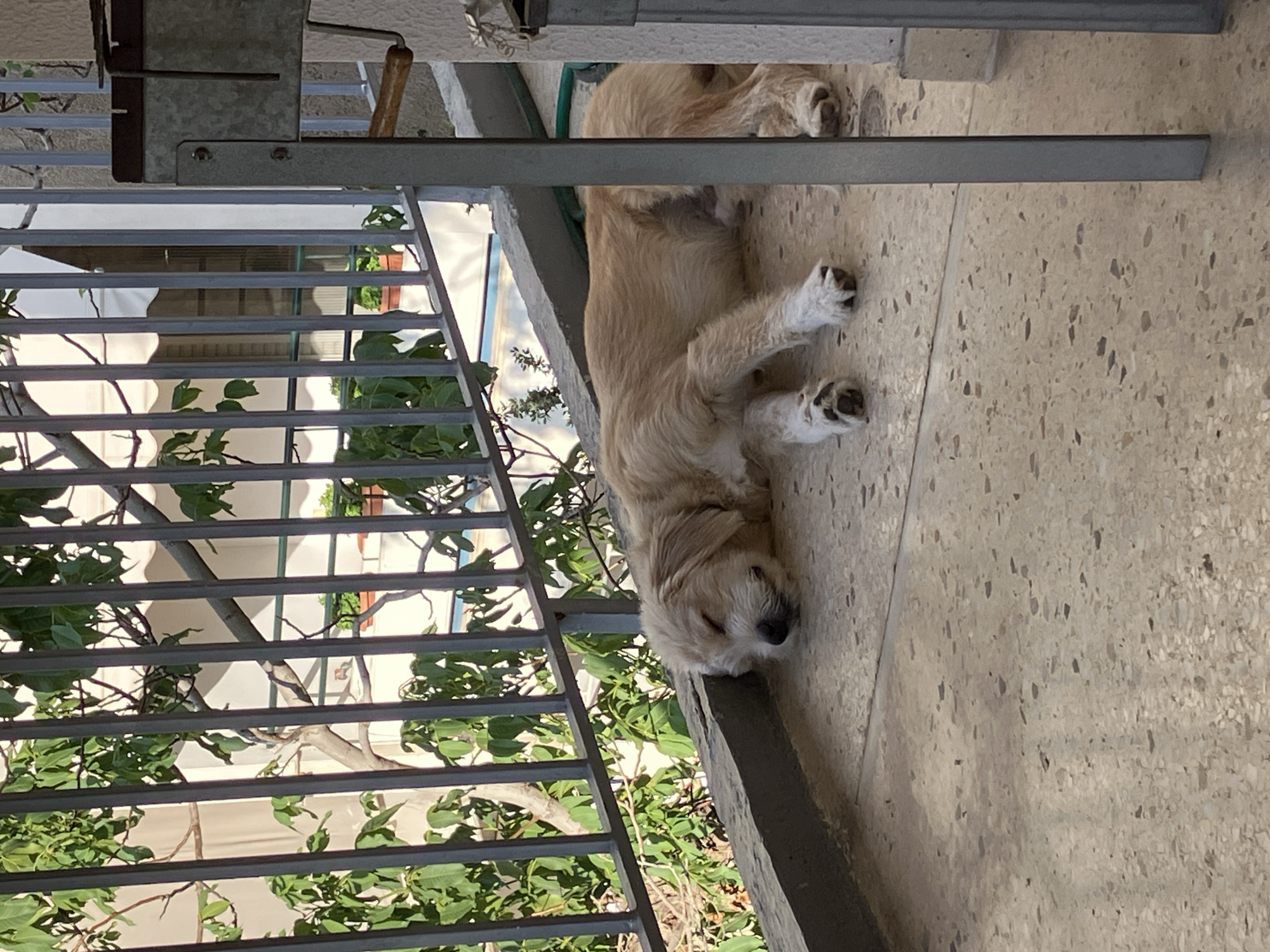 A light-colored, shaggy dog is sleeping on a textured concrete patio. The dog is lying on its side with its head resting near the edge of a raised concrete ledge. Green foliage and tree branches are visible behind a gray metal railing. A portion of a metal barbecue grill is on the right side of the frame, and in the background, a white awning and building can be seen. The scene is lit by sunlight, casting shadows on the patio. The image was taken outdoors, likely on a balcony or terrace in Paleo Faliro, Greece.