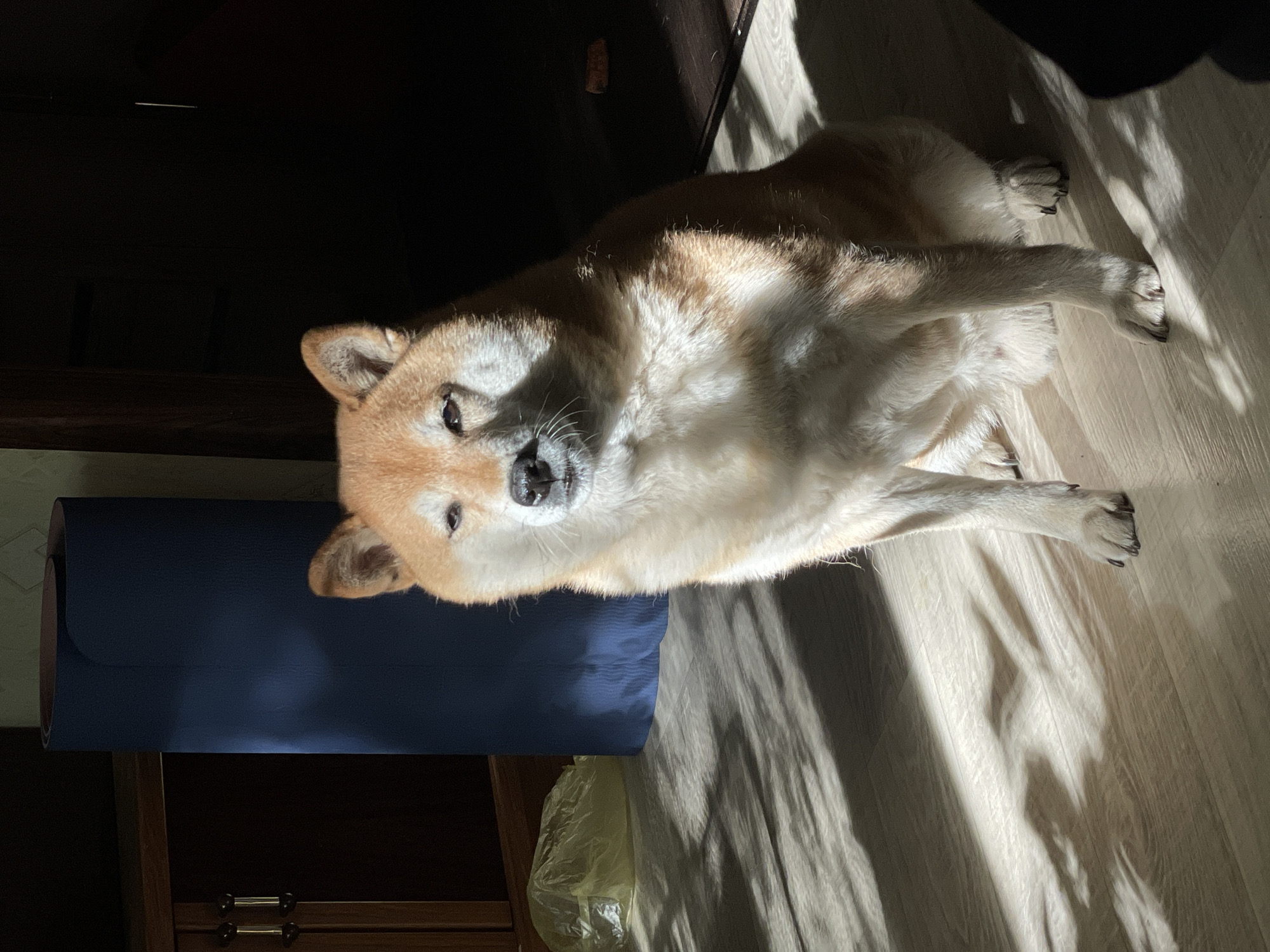 A Shiba Inu dog is the central subject of this indoor, high-angle photograph taken in Zheleznogorsk, Russia. The dog, with its characteristic tan and white fur, is lying on a light-colored wooden or laminate floor, looking directly up towards the camera. Strong, diagonal sunlight streams into the room from an unseen window, casting prominent, sharp shadows across the floor and illuminating parts of the dog's body, particularly its face, chest, and paws, creating a striking contrast with the darker areas of the room.
To the left of the dog, a dark blue yoga mat is rolled up and placed upright, partially resting against a dark wooden cabinet or piece of furniture. Another light yellow plastic bag is visible on the floor near the cabinet. The background on the left side of the image is largely in shadow, suggesting that part of the room is not directly lit by the sun. The dog's paws are extended forward, and its eyes appear bright, reflecting the strong light. No text is visible in the image. The scene conveys a peaceful, sunny domestic moment.