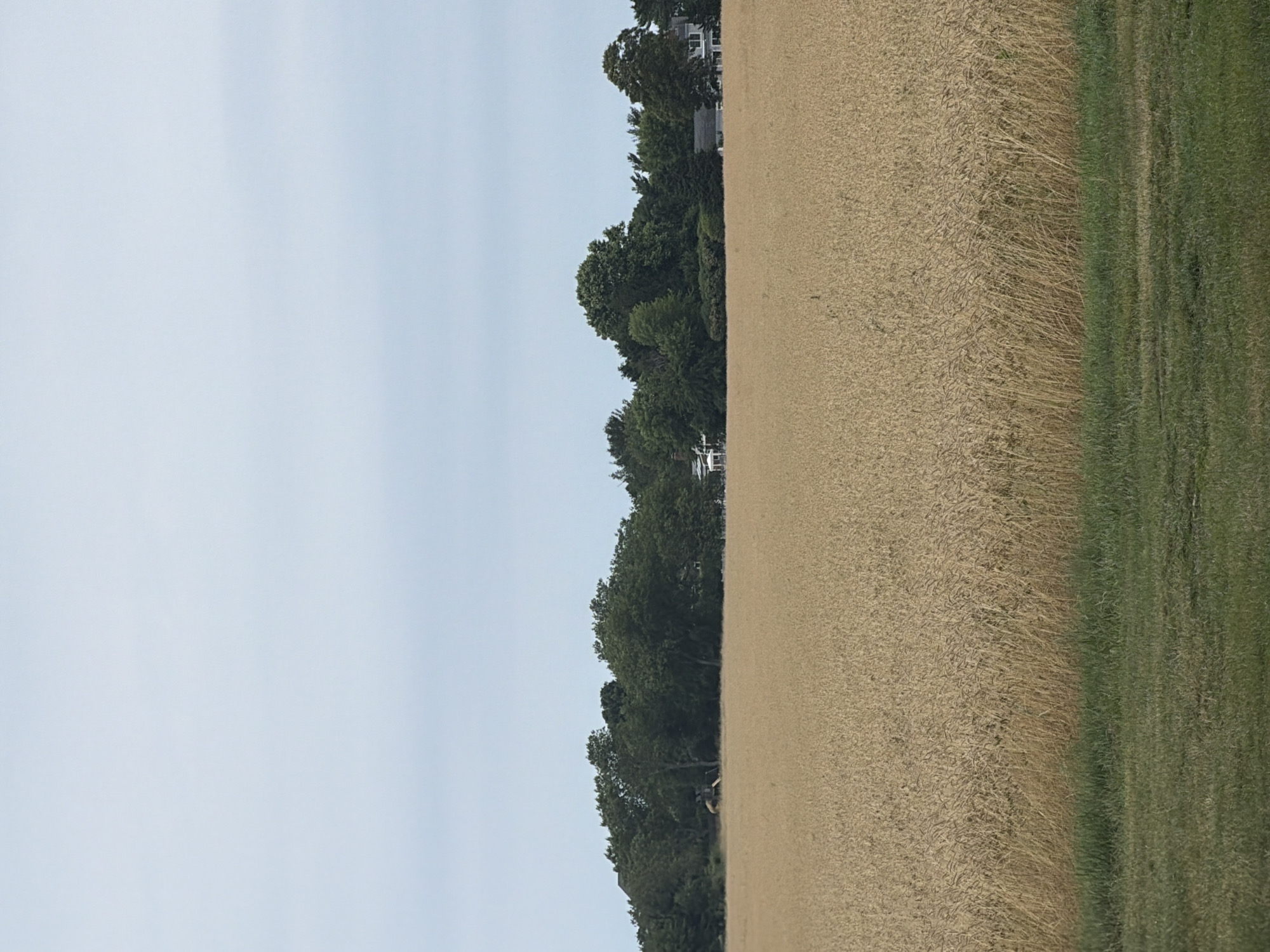 The image depicts a rural landscape scene in Mattituck, USA. The foreground is dominated by a vast field of dry, golden wheat, suggesting the harvest season. To the right of the wheat field, a strip of vibrant green grass runs parallel, possibly a mowed area or a different crop. In the background, a dense line of lush green trees forms a natural border. Peeking through the foliage are glimpses of buildings, indicating a residential or farming area adjacent to the fields. The sky above is a pale, overcast blue, hinting at a cloudy or hazy day, likely morning or afternoon given the absence of strong shadows. There are no people or distinct objects in the immediate foreground. The overall impression is one of agricultural abundance and a quiet, natural setting. The image is oriented vertically, suggesting it might have been taken from a slightly elevated position or with a phone held in portrait mode.