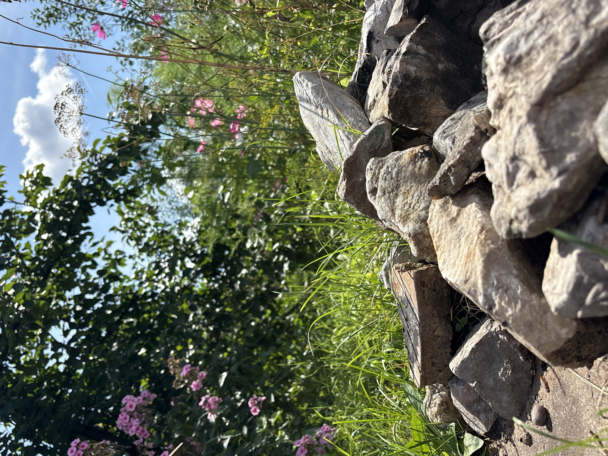 The image shows a close-up of a pile of rocks in the foreground, with lush green grass growing around them. In the background, there is a leafy tree with pink flowers and more vegetation with pink and white flowers. The sky is blue with white clouds. The scene is set outdoors, likely in a garden or natural area. There are no people or animals visible in the image.
