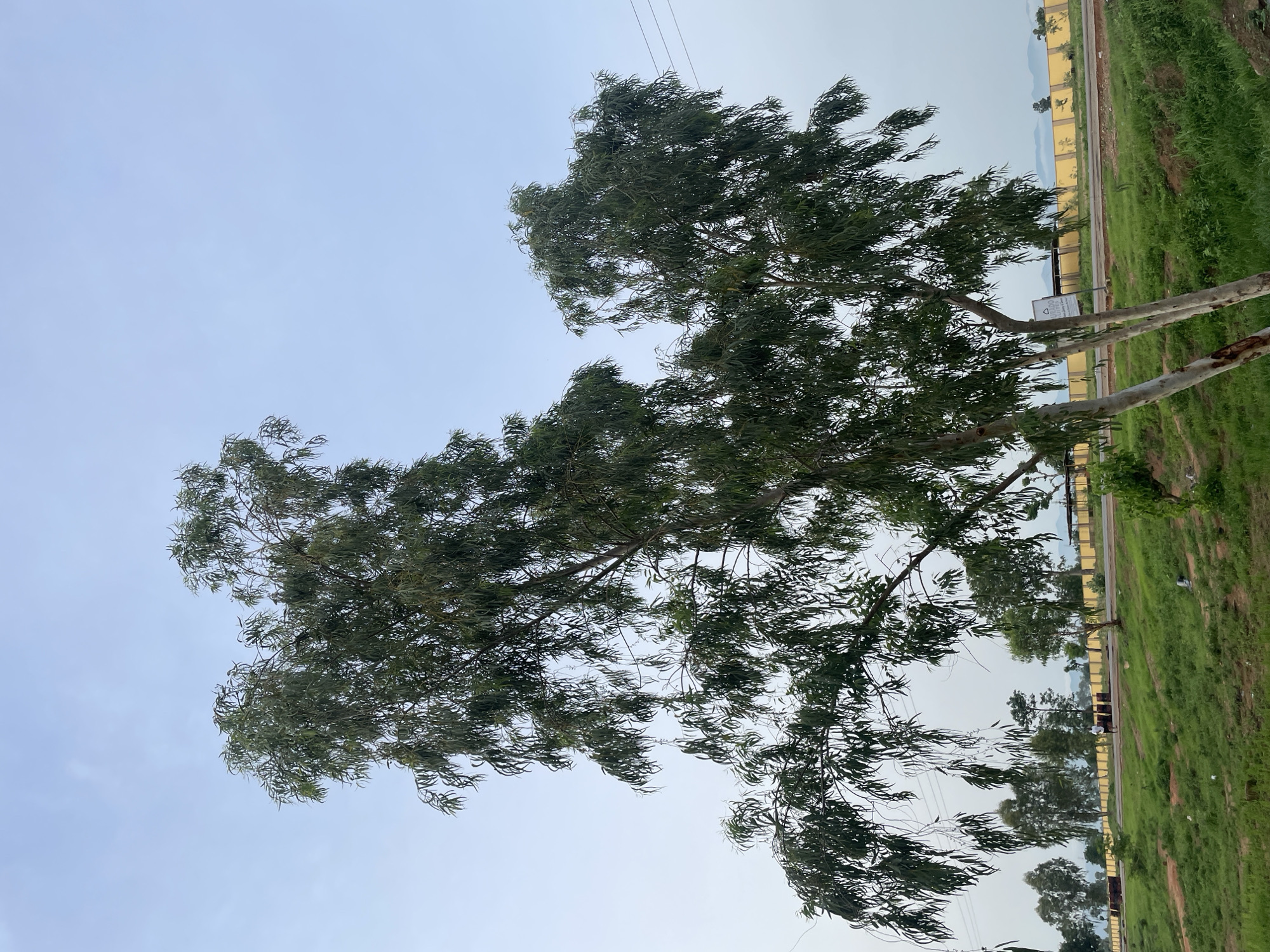 The image depicts a scene in Jauro Yinu, Nigeria, featuring a large eucalyptus tree with sparse, long, green leaves in the foreground. The tree has two main trunks that appear light-colored and smooth. Behind the tree, a road runs horizontally across the midground, with a yellow wall bordering it on the right. A person is visible walking on the road, wearing a white shirt and dark shorts. The environment includes green grass and some smaller trees in the background. The sky is a pale blue with a few wispy clouds, and distant hills are visible on the horizon. Power lines are also present in the upper right portion of the image.