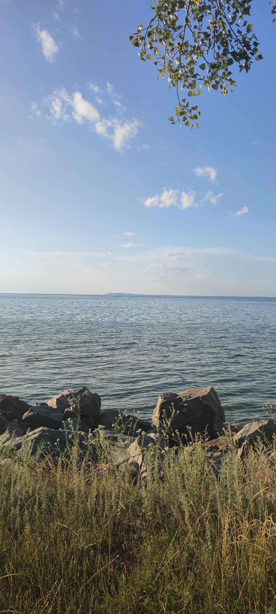 The image shows a serene natural landscape with a clear blue sky dotted with scattered white clouds. In the foreground, a rocky shoreline is visible, covered with lush green grass and small white wildflowers. The rocks are large and irregular in shape, providing a rugged texture to the scene. Beyond the shore, a vast expanse of calm water stretches to the horizon, reflecting the soft light of the sky. In the distance, a faint outline of land can be seen, suggesting a distant island or coastline. A few branches of a leafy tree hang from the top right corner of the frame, adding a touch of organic beauty to the composition. The overall impression is one of tranquility and natural beauty.