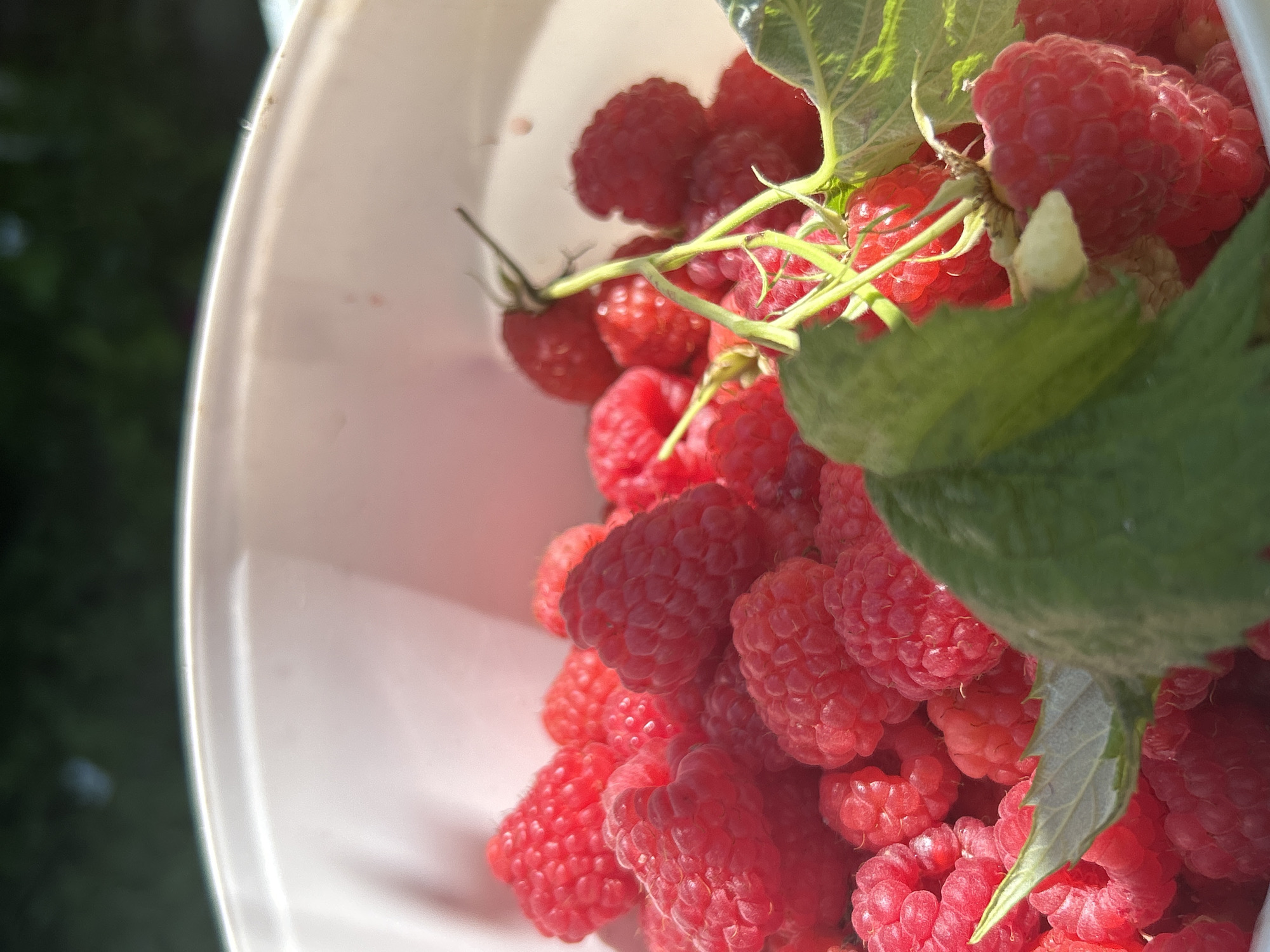 The image displays a close-up of a bucket filled with ripe raspberries. The raspberries are a vibrant red color, and some are still attached to their green stems and leaves, indicating they were recently picked. The bucket appears to be made of white plastic and is tilted, allowing a clear view of the fruit. The background is blurred, showing dark green foliage and the bright sunlight, suggesting an outdoor setting during the daytime. The overall impression is one of abundance and freshness, likely related to harvesting raspberries. There is no visible text in the image. The location context provided is Zvonarevka, Russia, which aligns with the subject matter of fresh fruit harvesting.