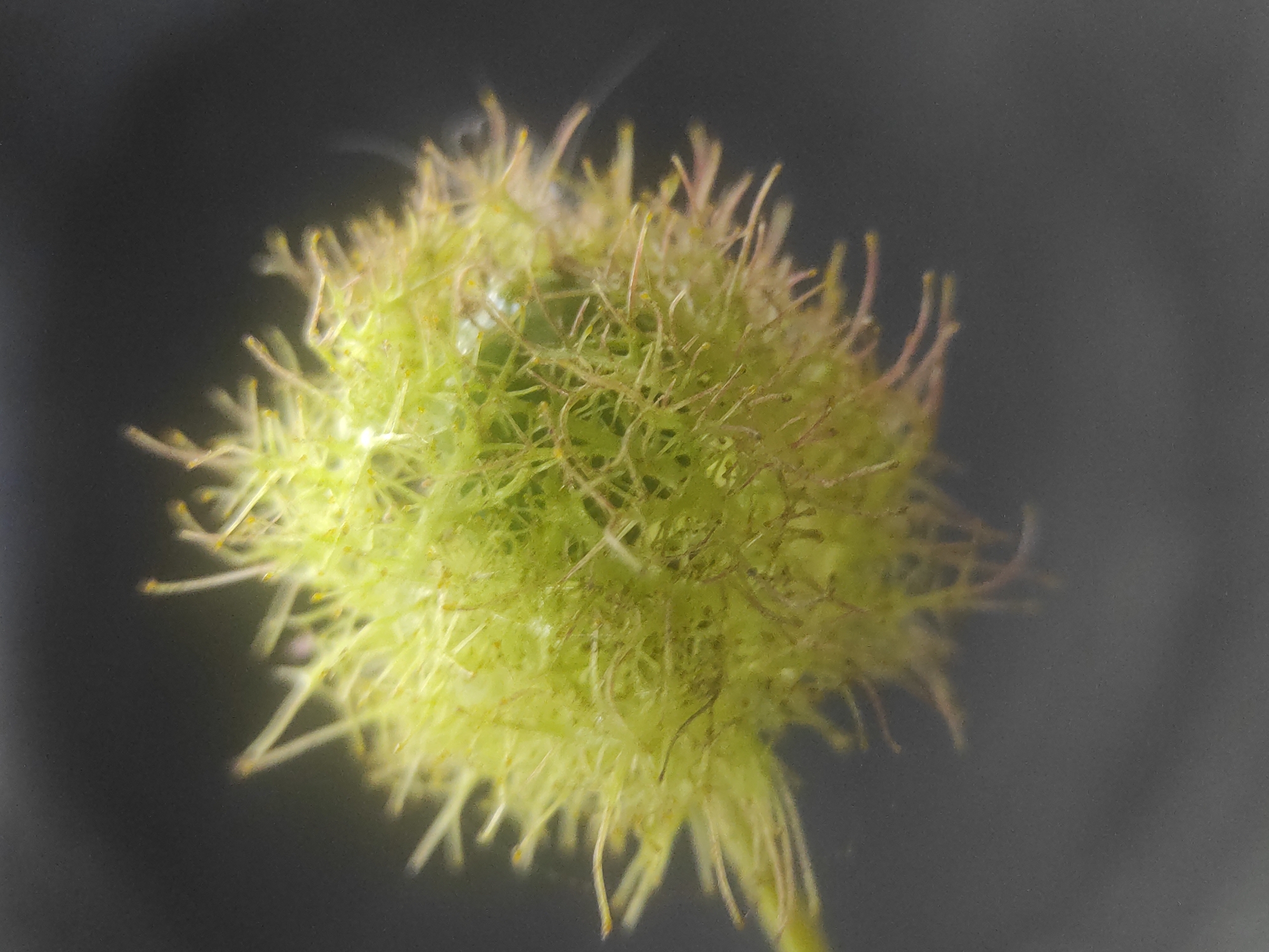 This close-up macro photograph features a roughly spherical, vibrant green object set against a dark, out-of-focus background. The object's surface is densely covered with numerous thin, hair-like or bristle-like structures. These structures primarily appear light green or yellowish-green, with some exhibiting a subtle pinkish or reddish hue towards their tips. Many of the tips also display small, distinct yellow dots, which could suggest pollen or glandular secretions. The overall texture of the object appears soft, fuzzy, and spiky due to these covering structures. The shallow depth of field isolates the main subject, blurring the background into a uniform gray-black.
No specific activity or event is taking place; the image captures a static natural object. There are no people or visible text in the frame. The image provides no specific time of day or weather conditions. Given the botanical appearance, the object is likely a part of a plant, such as a flower bud, developing fruit, or seed pod, found in Lhokseumawe, Indonesia.