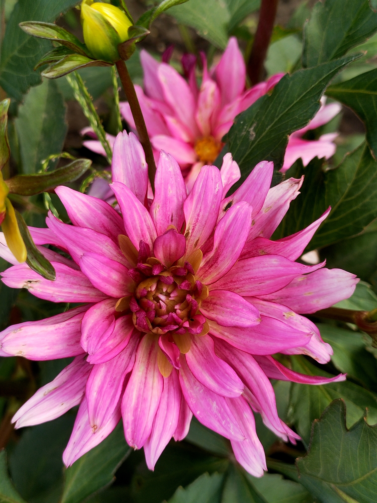 The image shows a close-up of a vibrant pink dahlia flower in bloom. The flower's petals are layered and pointed, with some showing a lighter pink or white hue towards their tips. In the center of the flower, there is a complex arrangement of smaller, darker pink petals and stamens. To the left and slightly above the main flower, a yellow dahlia bud is visible, partially surrounded by green sepals and leaves. In the background, other pink dahlia flowers and dark green foliage are out of focus. The lighting appears natural, highlighting the textures and colors of the flowers and leaves. The scene is a garden or park setting. There are no people or animals present in the image. There is no information available about the specific location in Kremenchuk, Ukraine.