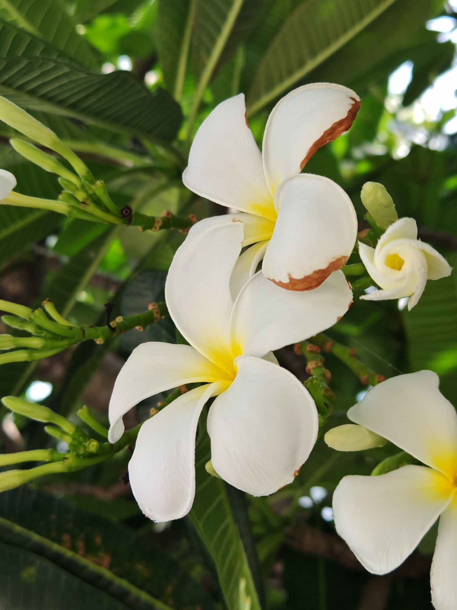 A close-up shot focuses on white frangipani flowers with yellow centers. The petals show some browning at the tips. Surrounding the flowers are lush green leaves and stems, with some emerging buds. The background is softly blurred, hinting at a natural outdoor setting. The scene is set in the city of Baan Bo Phut, Thailand.