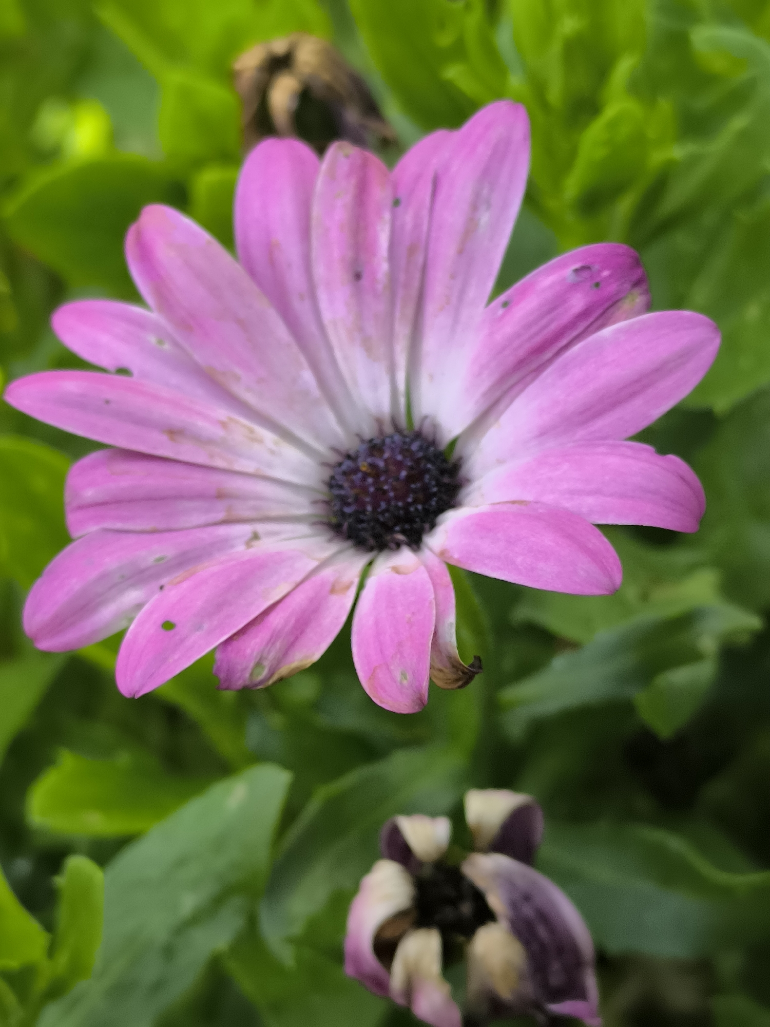 A close-up, eye-level, vertical shot captures a vibrant pink daisy with a dark center, its petals tinged with white and showing some imperfections like small holes and brown blemishes. The flower is surrounded by lush green foliage, with a withered, dried flower head visible in the lower portion of the frame. The lighting is natural, casting subtle shadows and highlighting the textures of the petals and leaves. The background is a soft blur of green, suggesting a garden or natural outdoor setting in Dercekliai, Lithuania.