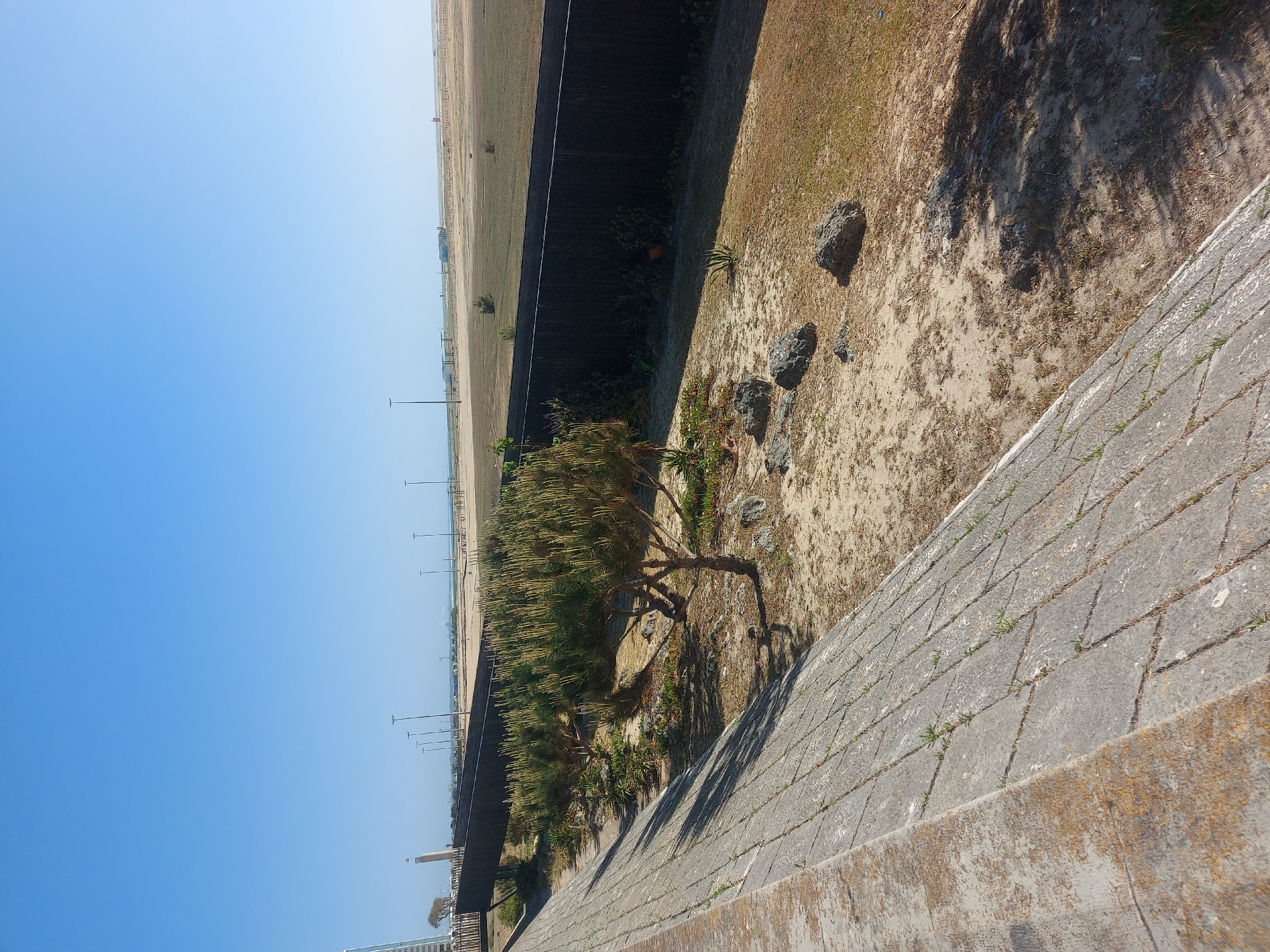 The image displays an expansive outdoor landscape under a clear blue sky, likely in Figueira da Foz, Portugal, given the coastal cues. The scene is dominated by a bright, cloudless sky filling the upper portion.
In the mid-ground on the left, a vast, flat expanse of light brown, sandy or dry grassy terrain stretches into the distance, appearing somewhat barren. Along the far horizon of this field, numerous slender lampposts are visible, suggesting a pathway or developed area near the coast.
Separating this distant field from the immediate foreground is a long, dark, horizontal structure, possibly a concrete wall or embankment. Below this wall, towards the right, lies a lower strip of land characterized by sandy soil, sparse green vegetation, and several dark rocks. A prominent feature in this area is a small tree with a gnarled, dark brown trunk and abundant, light green, spiky foliage. Shadows from the tree and other structures are cast onto the sandy ground, indicating strong sunlight.
In the immediate foreground, on the bottom right, a robust concrete structure angles upwards and to the right. This structure appears to be a paved wall or pathway made of rectangular concrete slabs, with small tufts of green grass or weeds growing in the cracks between them. The face of this concrete structure shows some discoloration and texture.
No people are visible in the photograph, and no specific activity or event is taking place. The time of day is clearly daytime, under bright sunshine, creating distinct shadows and a vivid blue sky. There is no visible text in the image.