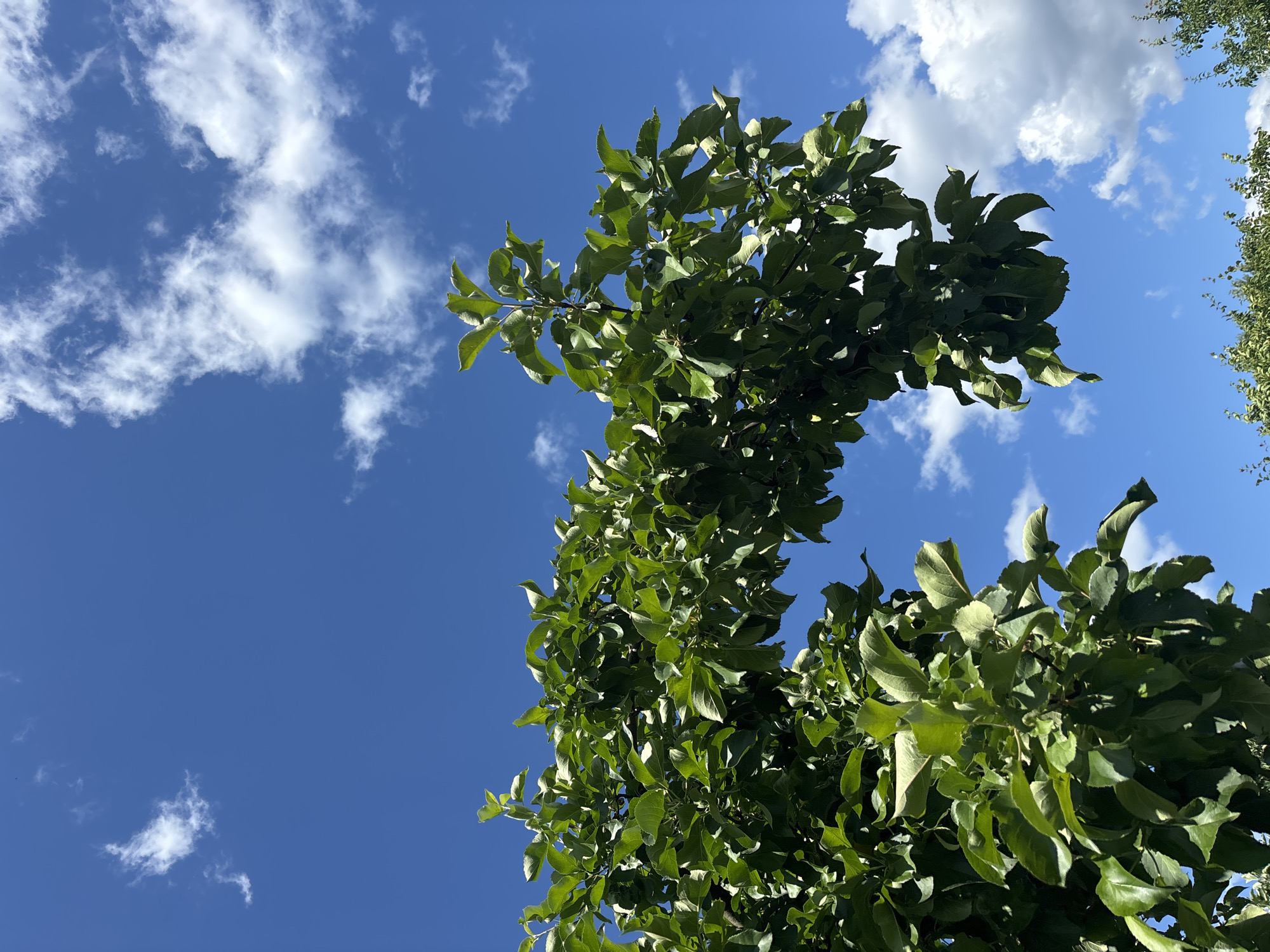 A low-angle shot captures a clear blue sky dotted with fluffy white clouds. In the foreground, the lush green leaves and branches of a tree canopy fill the lower half of the frame, extending from the left and across the middle. The sunlight filters through the leaves, creating a dappled effect. The image appears to be taken outdoors in a natural setting, possibly a park or garden, on a bright, sunny day. The provided location of Всеволодово, Russia, suggests an outdoor scene within that city. There are no people or distinct objects other than the natural elements of the tree and sky.