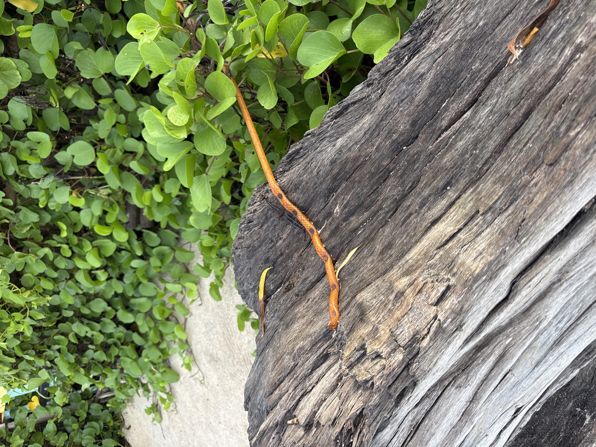 The image presents a close-up view of a weathered, gray tree trunk resting on light-colored sand or concrete, with lush green vegetation in the background. The trunk displays pronounced cracks and texture, suggesting age and exposure to the elements. An orange, slender vine or stem drapes across the surface of the trunk, extending from the green foliage. A few scattered yellowed leaves are visible on the wood. The location is likely in a natural or semi-natural environment in Denpasar, Indonesia, based on the type of vegetation. There are no people visible in the frame.