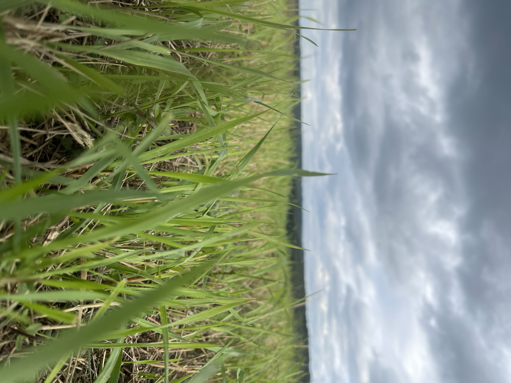 A low-angle shot captures an overgrown grassy field under a cloudy sky. The foreground is dominated by vibrant green grass, some blades of which are sharp and in focus, while others are blurred. The background shows a dark line of trees in the distance, silhouetted against a hazy sky filled with gray, textured clouds. The scene appears to be an outdoor, natural environment, possibly a meadow or an undeveloped area. The location is not identifiable as Smolensk, Russia, based on the visual information.