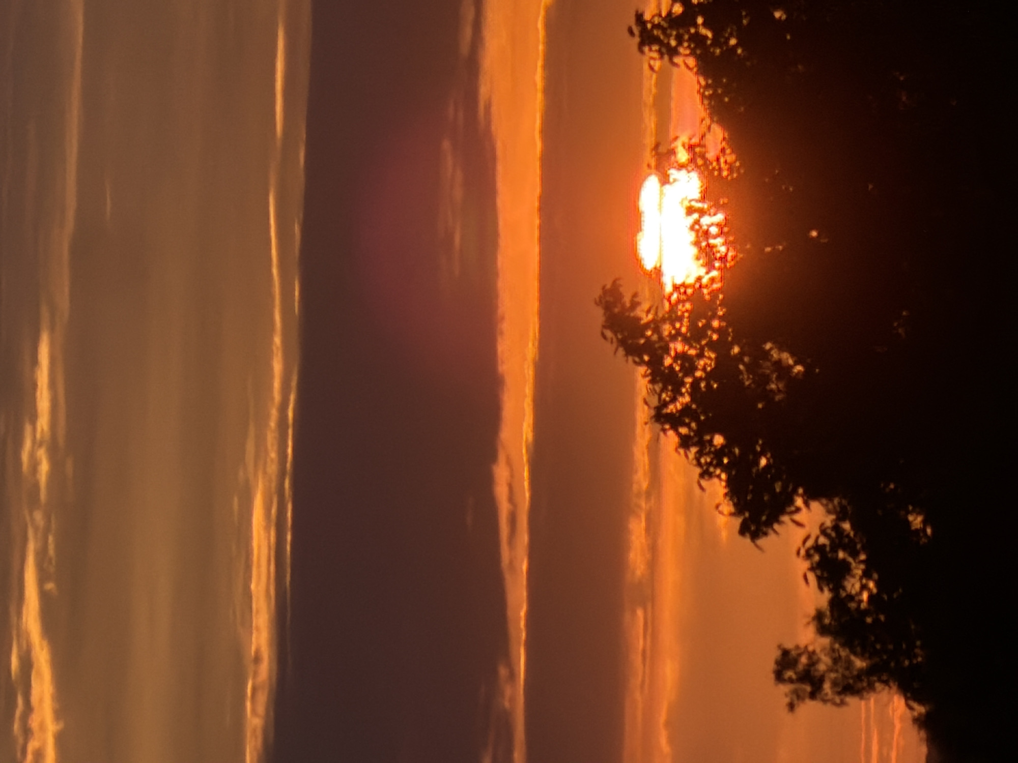 A vertical, medium shot captures a sunset over Gorzow, Poland. The sky is dominated by hues of orange and gold, with wispy clouds streaked across. The sun, a bright white orb, is partially obscured by the silhouetted branches of trees in the foreground. The trees appear to be deciduous, with their leaves rendered as dark, irregular shapes against the vibrant sky. The overall impression is one of a tranquil, natural setting on the outskirts of the city, likely a park or wooded area within Gorzow.