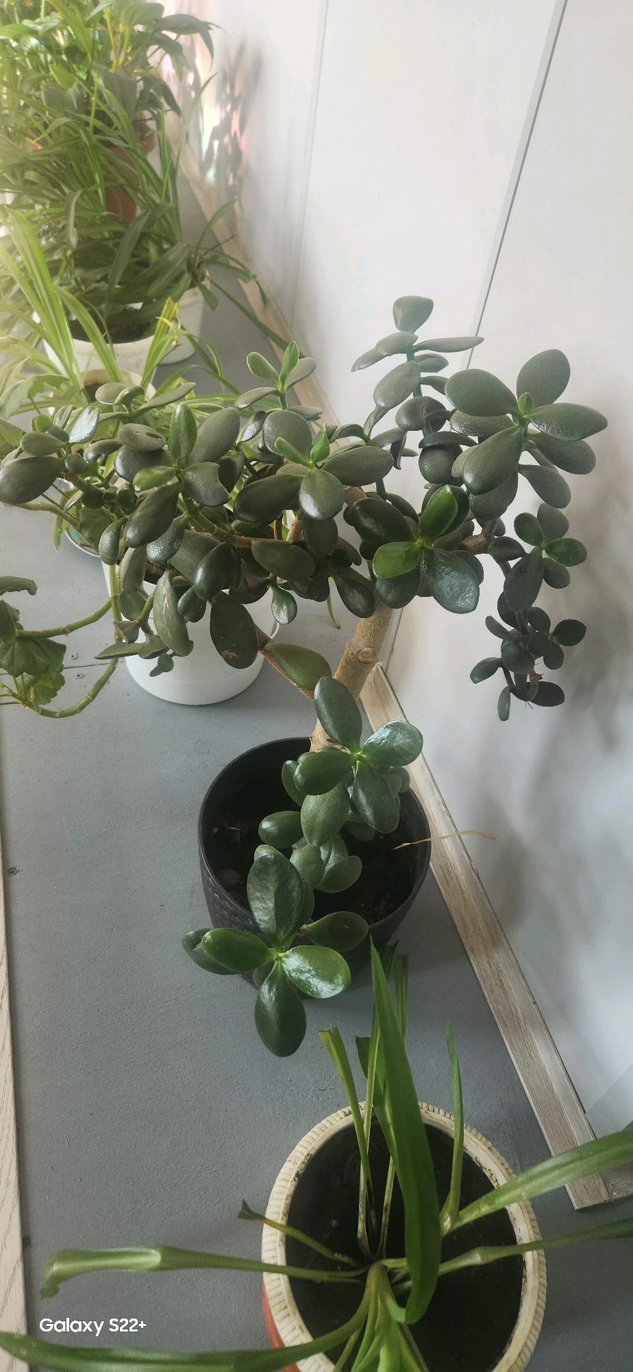 The image shows a collection of potted plants arranged on a grey surface, possibly a windowsill or shelf, against a white, paneled wall. In the foreground, a jade plant (Crassula ovata) with thick, oval leaves is in a dark, textured pot. Behind it and to the left, another jade plant, larger and more established, is in a white pot. Further to the left and slightly out of focus, another plant with long, slender green leaves is visible in a white pot. The lighting suggests an indoor environment with natural light casting reflections on the wall. The overall scene depicts a home or office setting where plants are being cultivated. There are no people or animals present in the image. The location is identified as Nyurba, Russia.