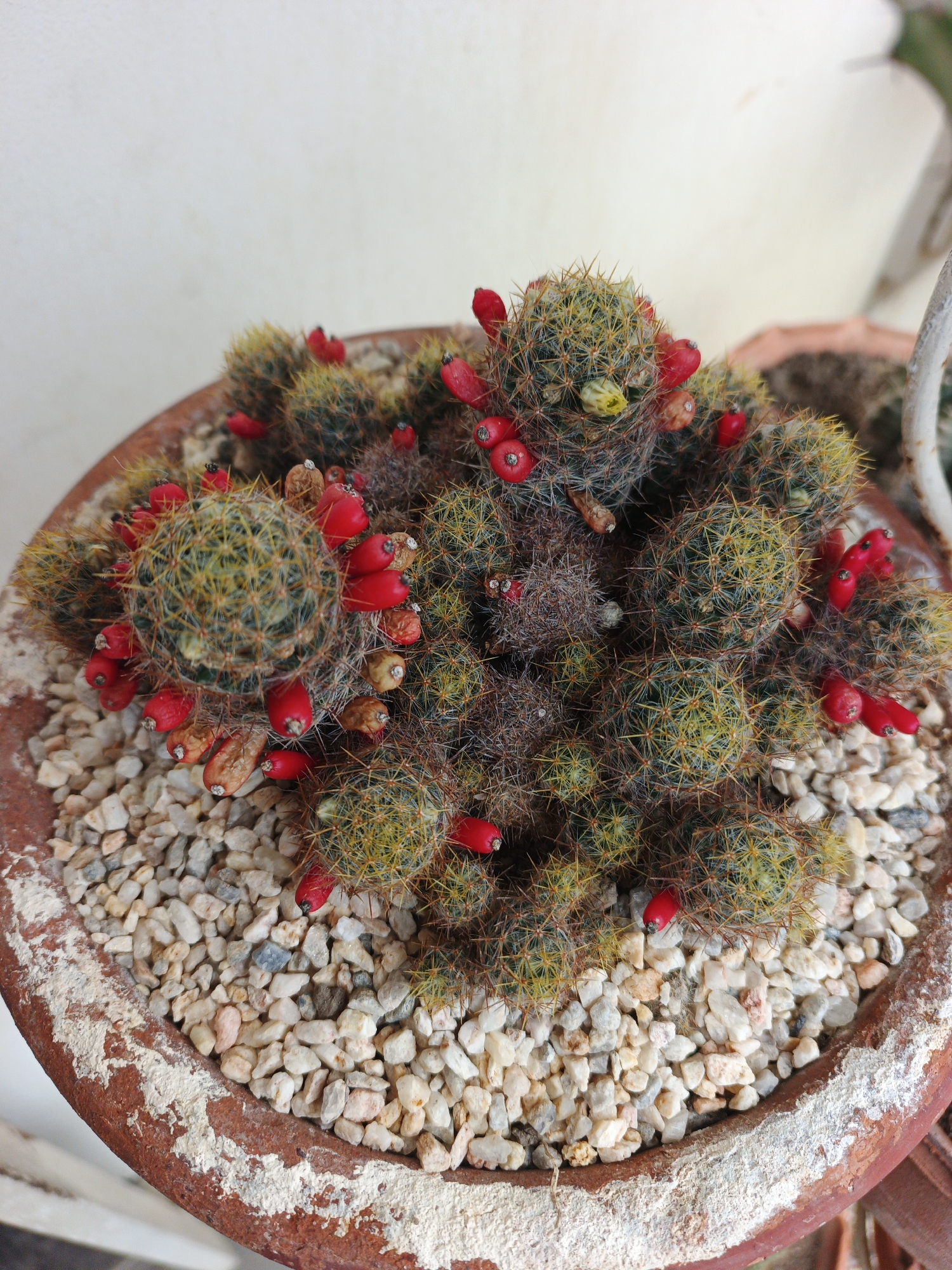 A close-up, eye-level shot shows a cluster of Mammillaria cacti in a terracotta pot filled with white pebbles, likely in a private residence in Tinaquillo, Venezuela. The cacti are mostly spherical, covered in spines, and adorned with numerous bright red fruits. A single yellow flower is visible. The pot is aged with visible mineral deposits on the rim. The background is blurred, suggesting a shallow depth of field.