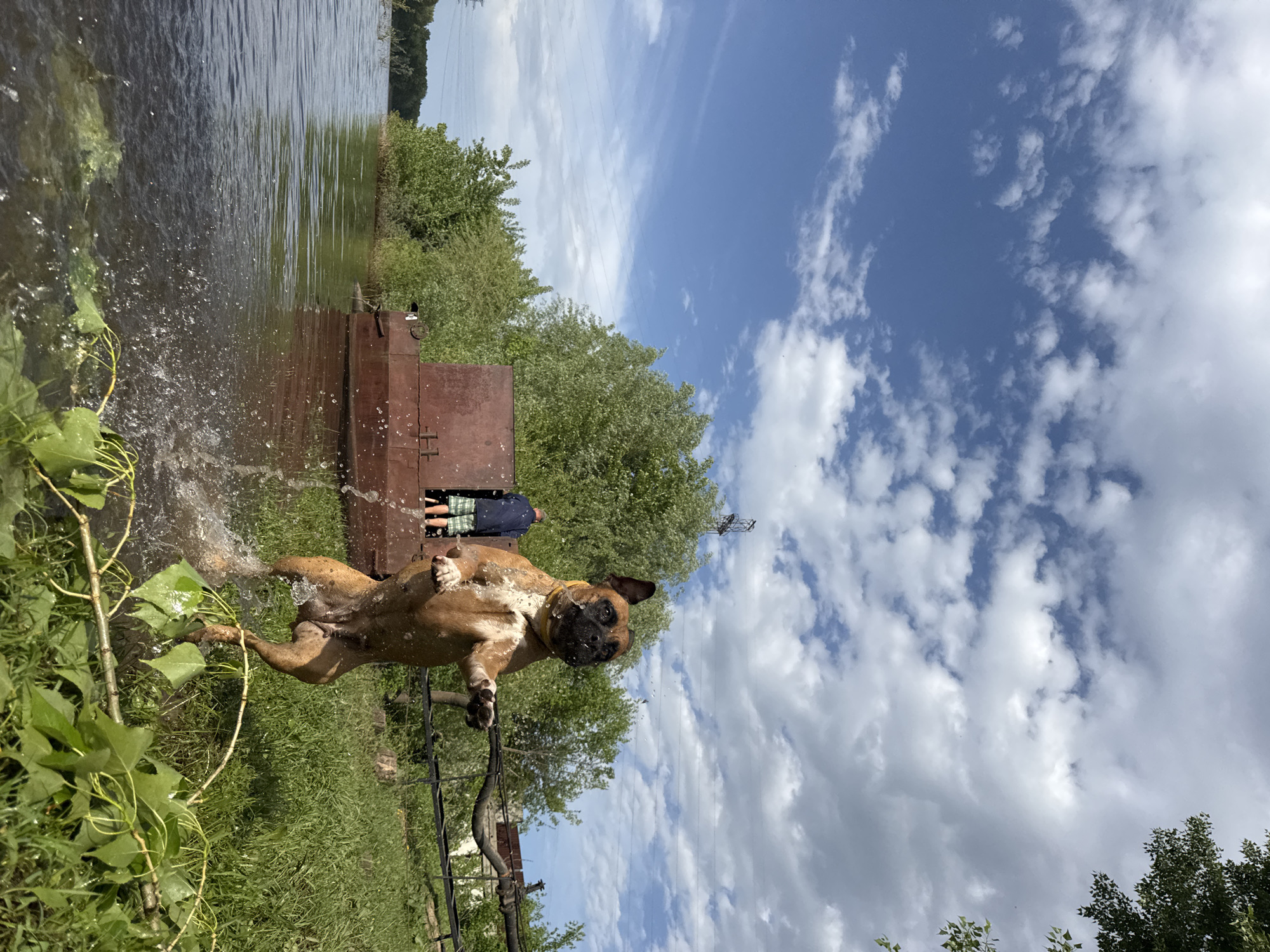 A medium shot, taken outdoors and rotated counterclockwise, features a brown Boxer dog emerging from a body of water, likely a river or lake, near the city of Chaikovsky, Russia. The dog is in motion, water droplets spraying from its body as it steps onto the grassy bank. To the dog's right, a structure with rust-colored panels is partially submerged in the water. A person wearing a blue shirt and plaid shorts stands on this structure. The environment includes green trees and vegetation along the shoreline, a blue sky filled with white clouds, and power lines in the background. A branch with green leaves is visible in the foreground. A partial fence is also in the image.