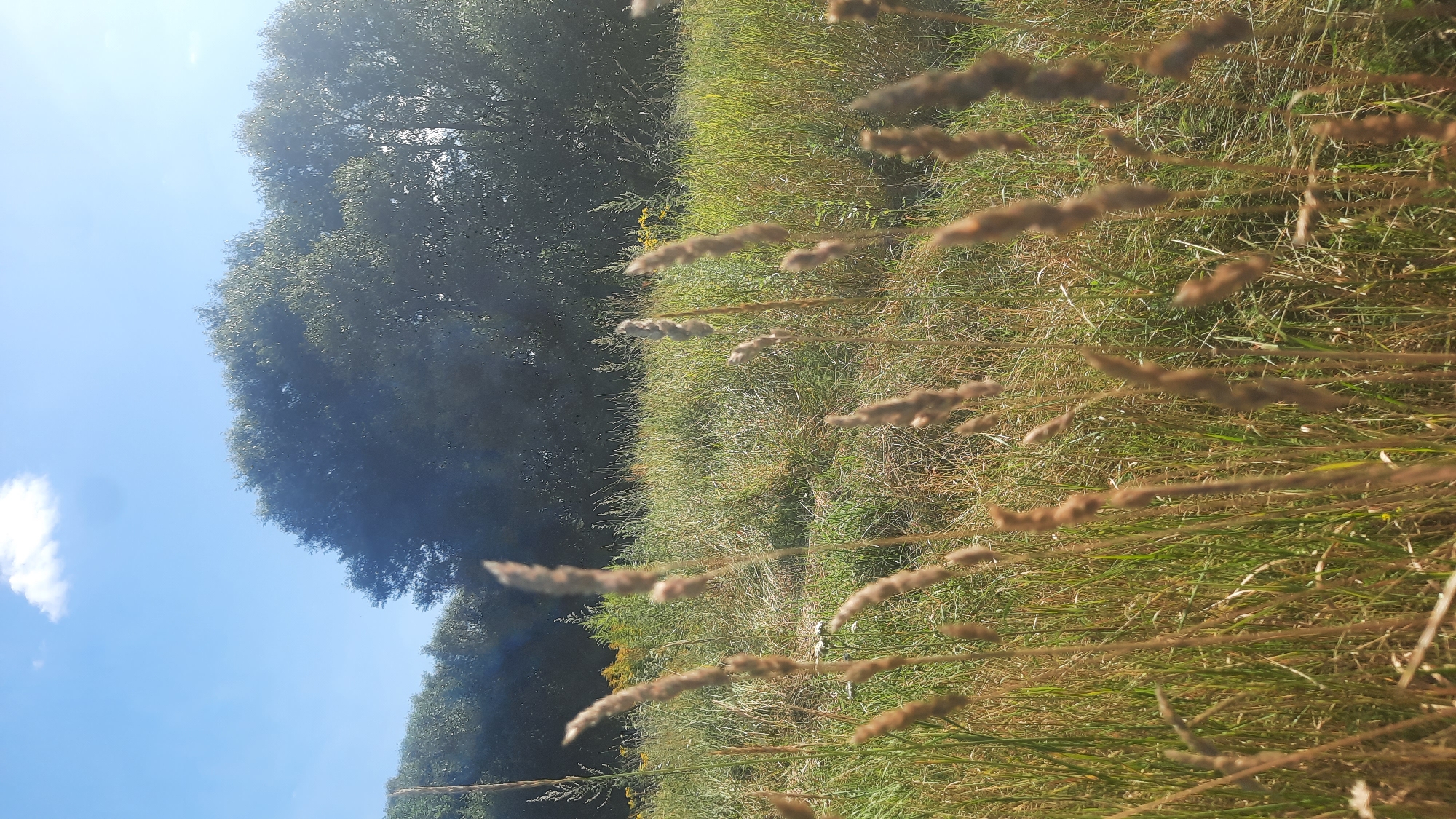 The image depicts a natural outdoor scene with a focus on tall, dry grass stalks in the foreground, some of which are blurred due to their proximity to the camera. The background features a dense line of green trees under a bright blue sky with a single white cloud. The overall environment suggests a grassy field or meadow with a wooded area beyond. No people or specific structures are visible, and the scene appears to be a typical natural landscape. The location is identified as Шклоў, Belarus.