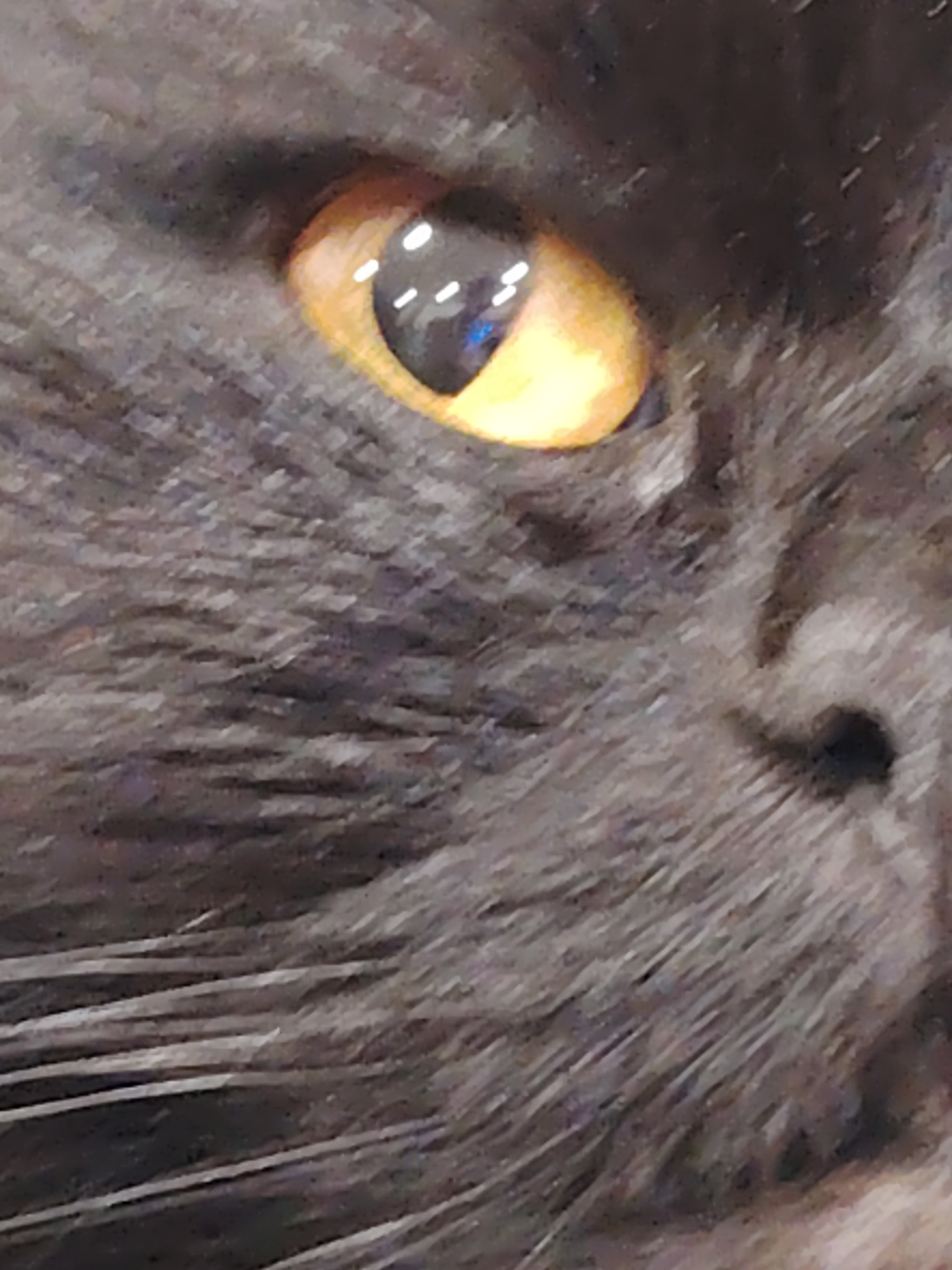 A close-up, low-resolution image shows the eye of a dark-furred cat. The iris is a bright orange-yellow color with reflections of white light within the pupil. The fur surrounding the eye is dark gray and appears dense and soft. The image focuses on the eye and surrounding facial features, with the rest of the cat's face out of focus. The background is indistinct and appears to be part of the cat's fur.