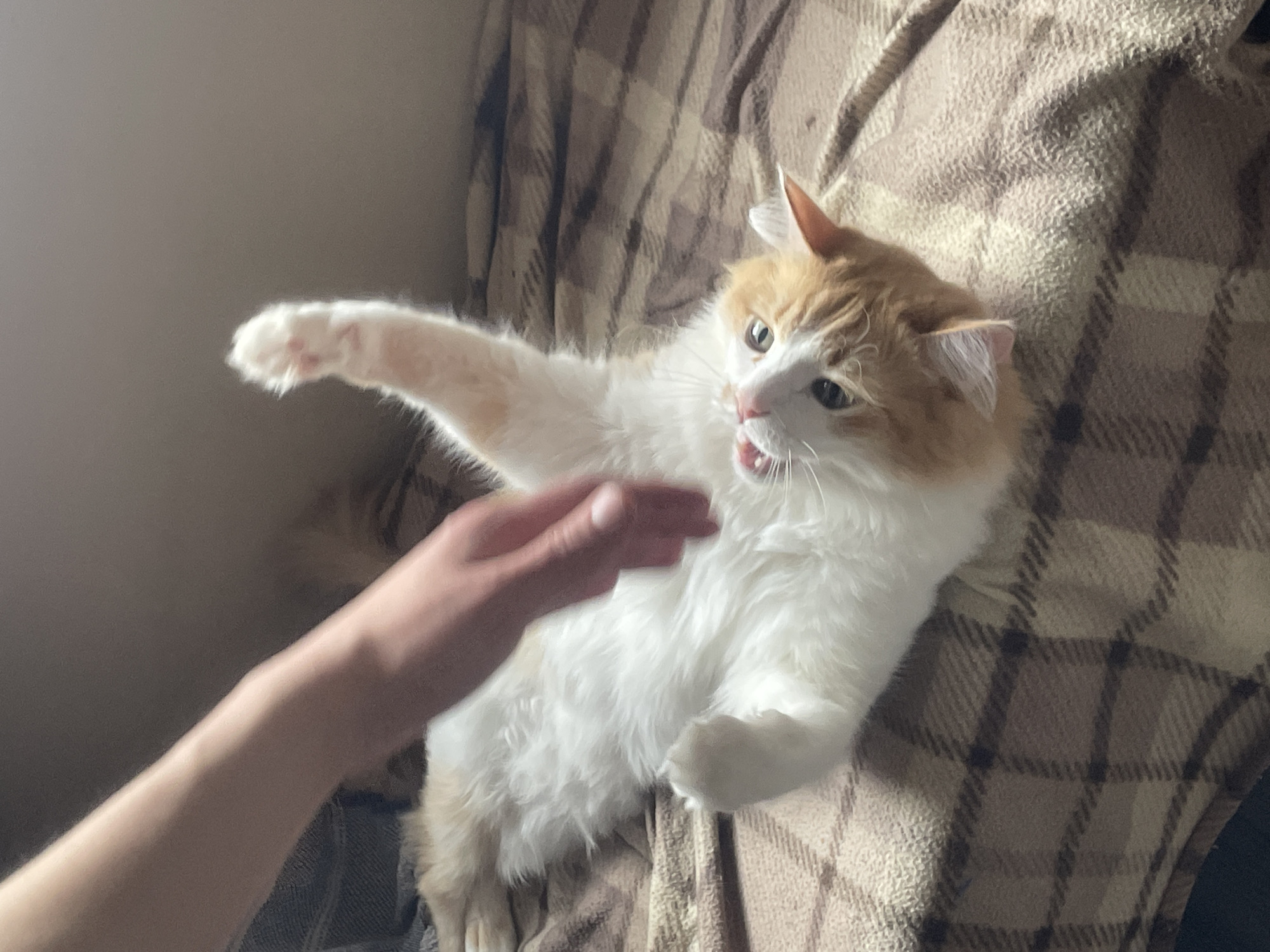A medium shot shows a white and orange cat lying on a tan plaid blanket with a human hand reaching out towards it. The cat is looking up with its mouth slightly open and one paw raised as if swatting. The environment is indoors, with a blurry background.