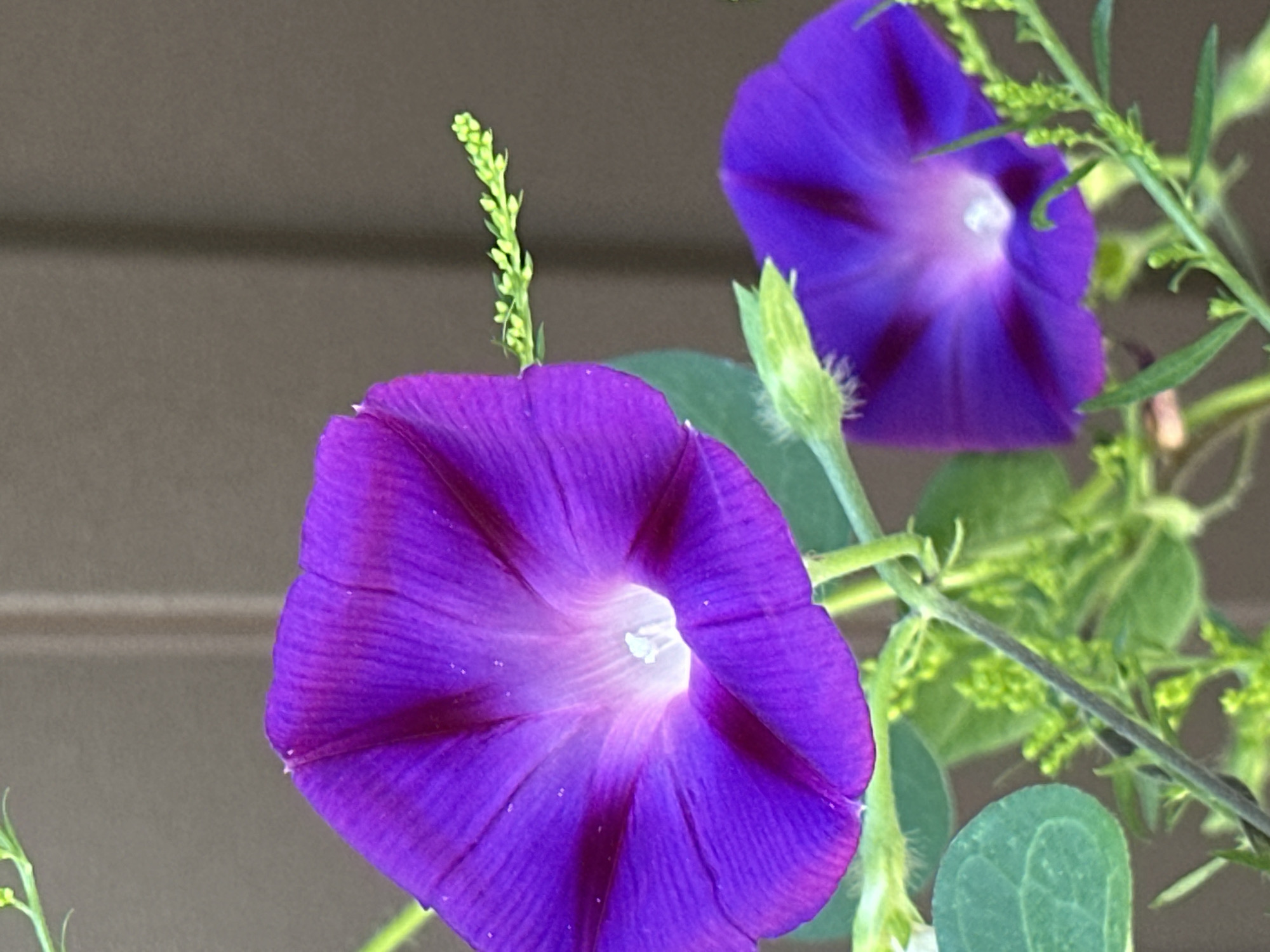 Two purple morning glory flowers are in focus in the foreground, with a brown, vertical structure in the background. The flower on the left is larger and more prominently displayed, showing its trumpet-shaped bloom with delicate veining. The second flower, smaller and to the right, is also in bloom. Surrounding the flowers are green leaves and slender stems with small, budding structures. The overall lighting suggests it is daytime. There is no indication of Luhansk, Ukraine, or any specific urban elements within the image.