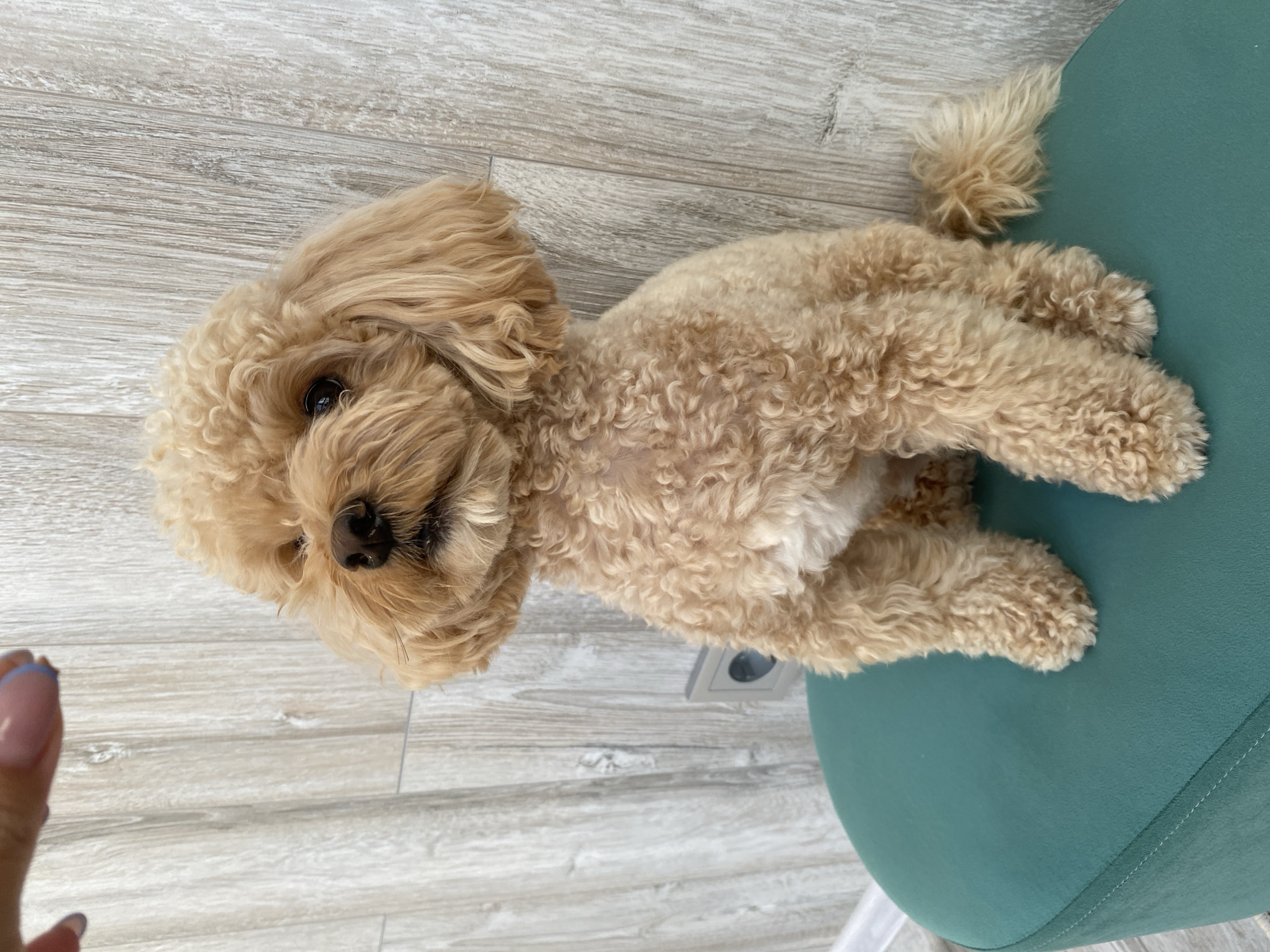 This media file is a close-up, top-down photograph of a small, light brown poodle-mix dog lying on a light-colored wooden floor next to a teal-colored chair. The dog is positioned with its head towards the bottom of the frame, facing upwards. Its fur is curly, and its face has a soft, gentle expression. A human hand with manicured nails is visible in the bottom left corner of the frame, reaching towards the dog. The dog appears to be relaxed. The lighting suggests it is daytime indoors. The scene is domestic, likely a home or a pet-friendly establishment. There are no visible text elements in the image.